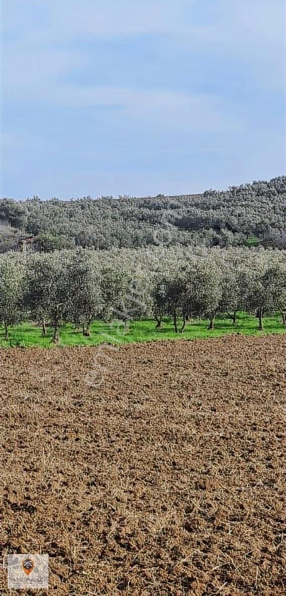 Anıl Emlak'tan Mudanya Trilye Halilbey'de 2249 M2 Müs. Zeytinlik - Görsel 13