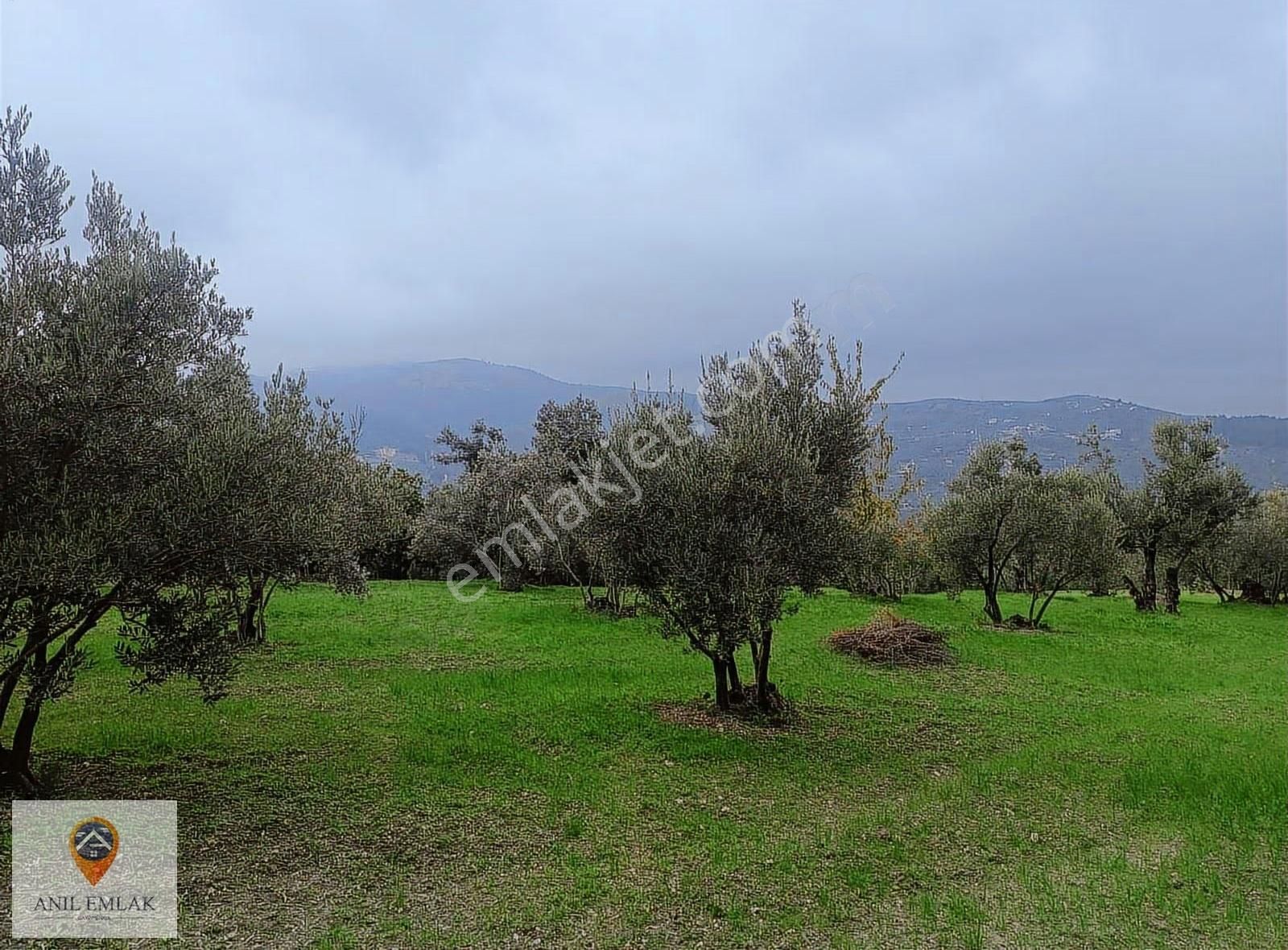 Anıl Emlak'tan Mudanya Işıklı'da 3769 M2 Müstakil Tapu Zeytinlik - Görsel 2