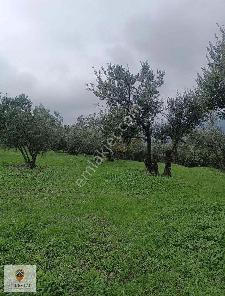 Anıl Emlak'tan Mudanya Işıklı'da 3769 M2 Müstakil Tapu Zeytinlik - Görsel 18
