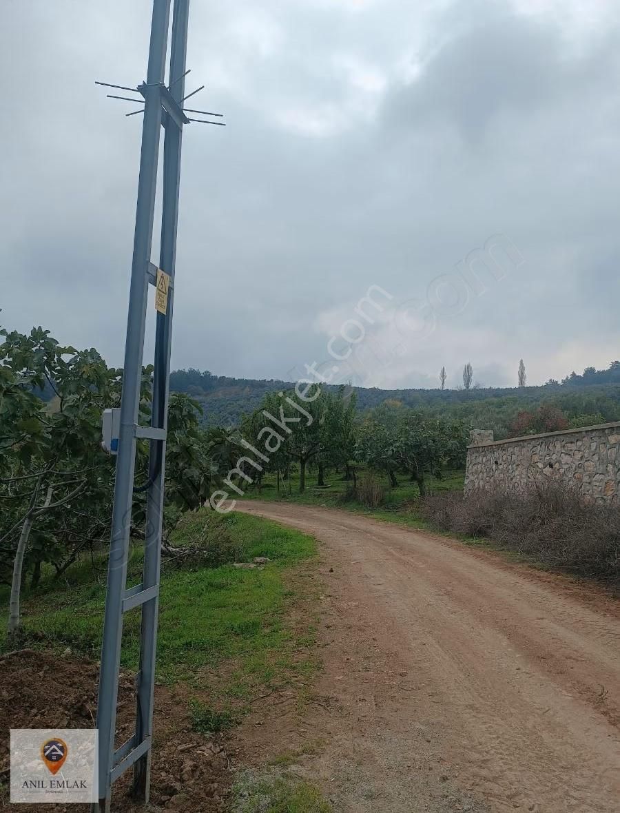 Anıl Emlak'tan Mudanya Işıklı'da 3769 M2 Müstakil Tapu Zeytinlik - Görsel 4