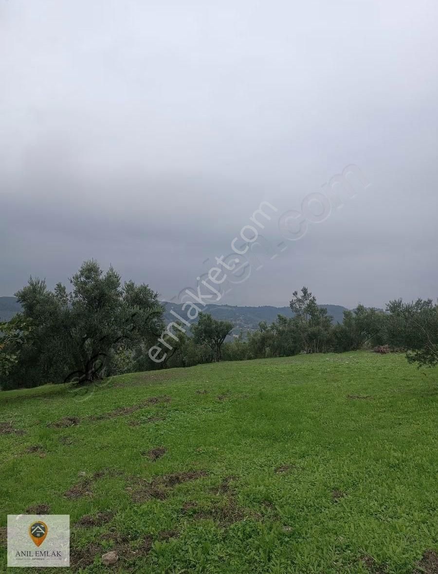 Anıl Emlak'tan Mudanya Işıklı'da 3769 M2 Müstakil Tapu Zeytinlik - Görsel 6