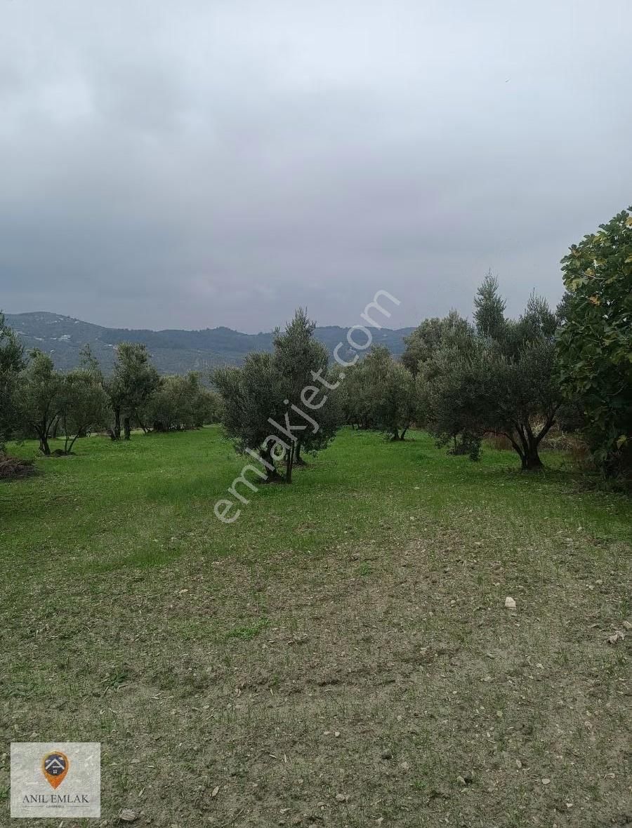 Anıl Emlak'tan Mudanya Işıklı'da 3769 M2 Müstakil Tapu Zeytinlik - Görsel 5