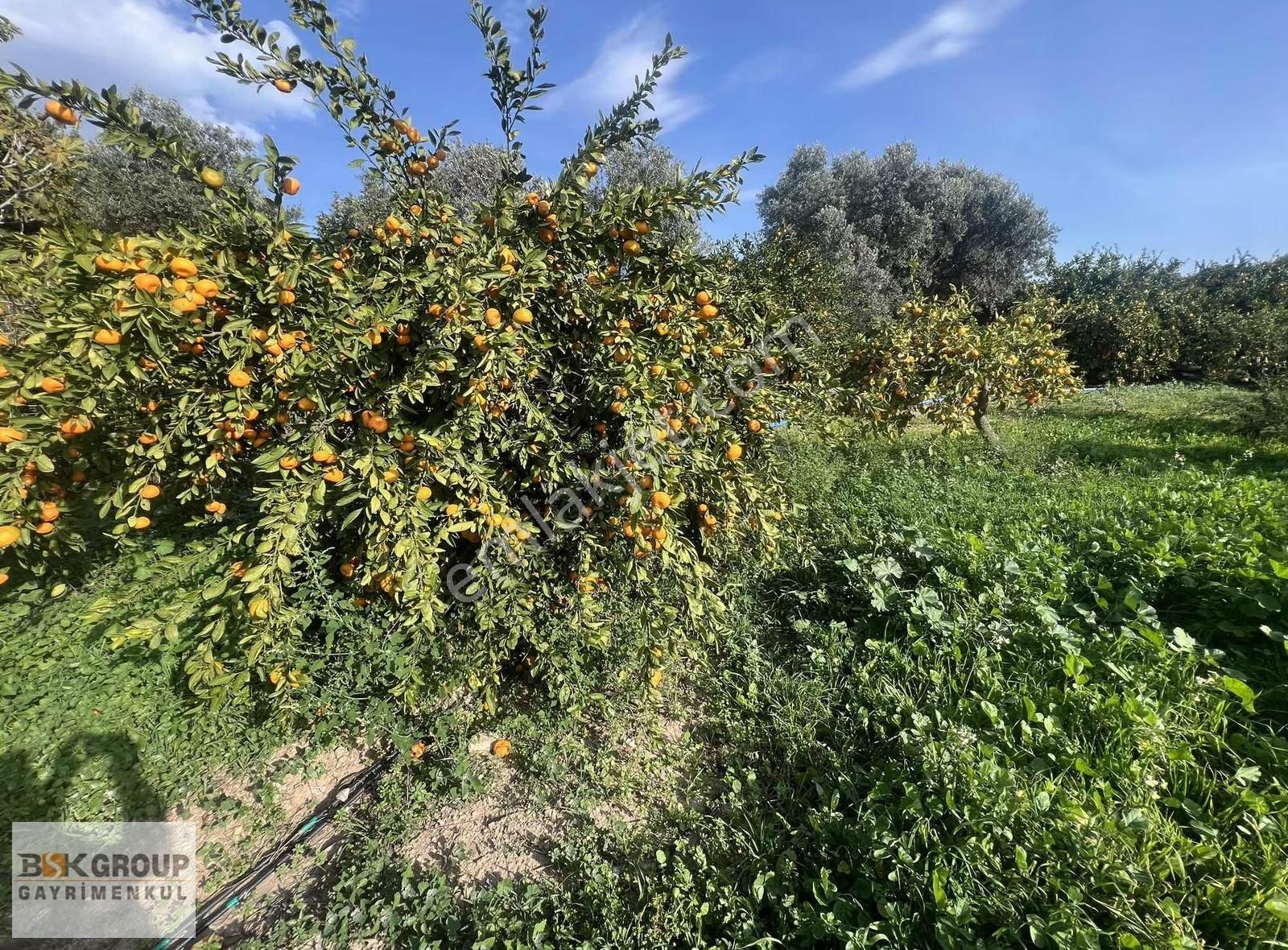 Bsk Group'dan Denize 500m Mesafede Mandalina Bahçesi..! - Görsel 5