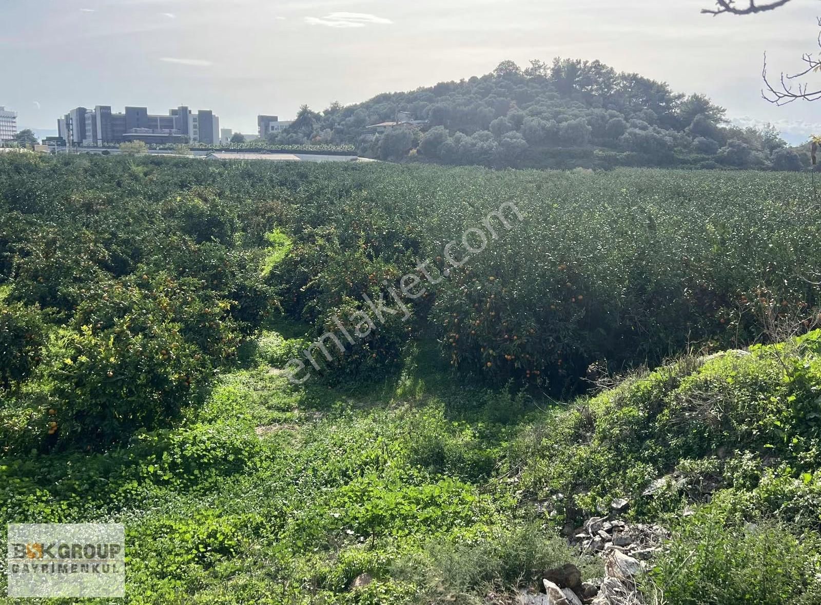 Bsk Group'dan Denize 500m Mesafede Mandalina Bahçesi..! - Görsel 7