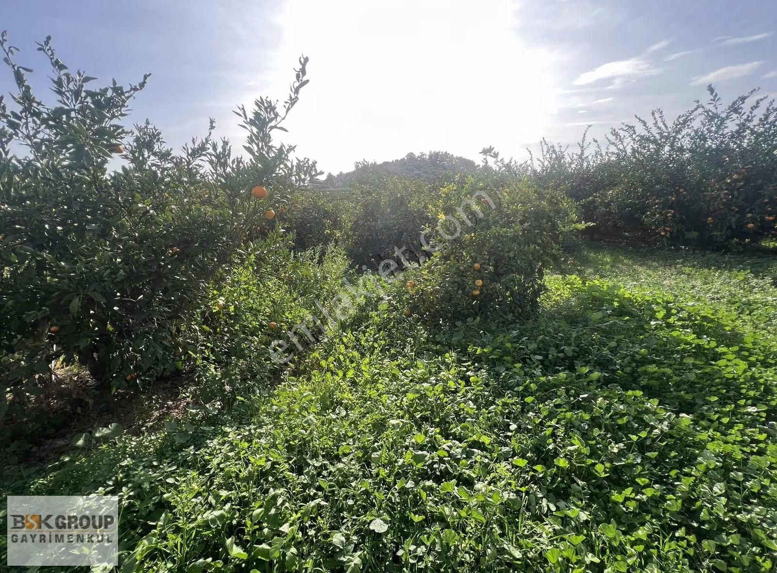 Bsk Group'dan Denize 500m Mesafede Mandalina Bahçesi..! - Görsel 11