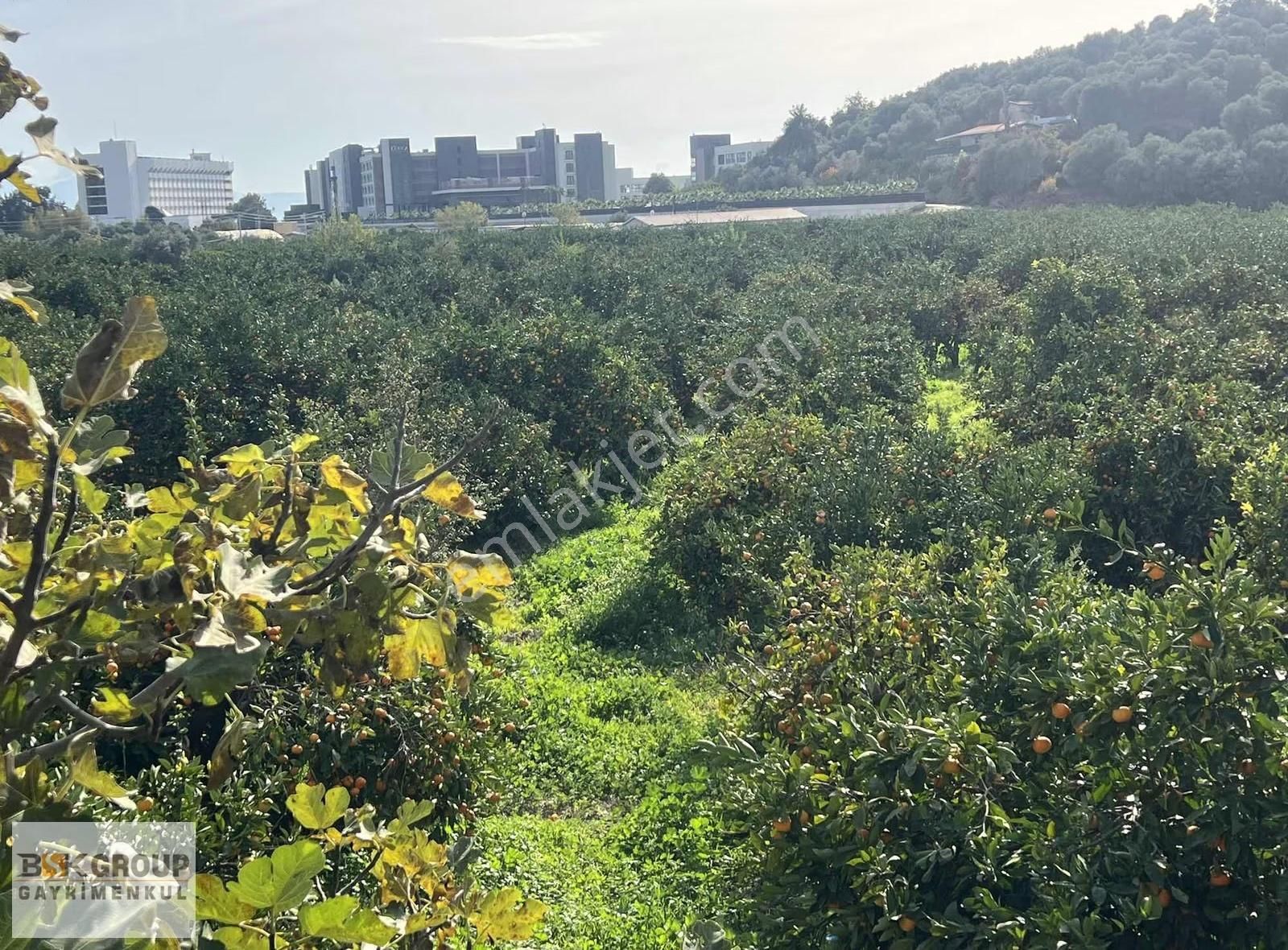 Bsk Group'dan Denize 500m Mesafede Mandalina Bahçesi..! - Görsel 12