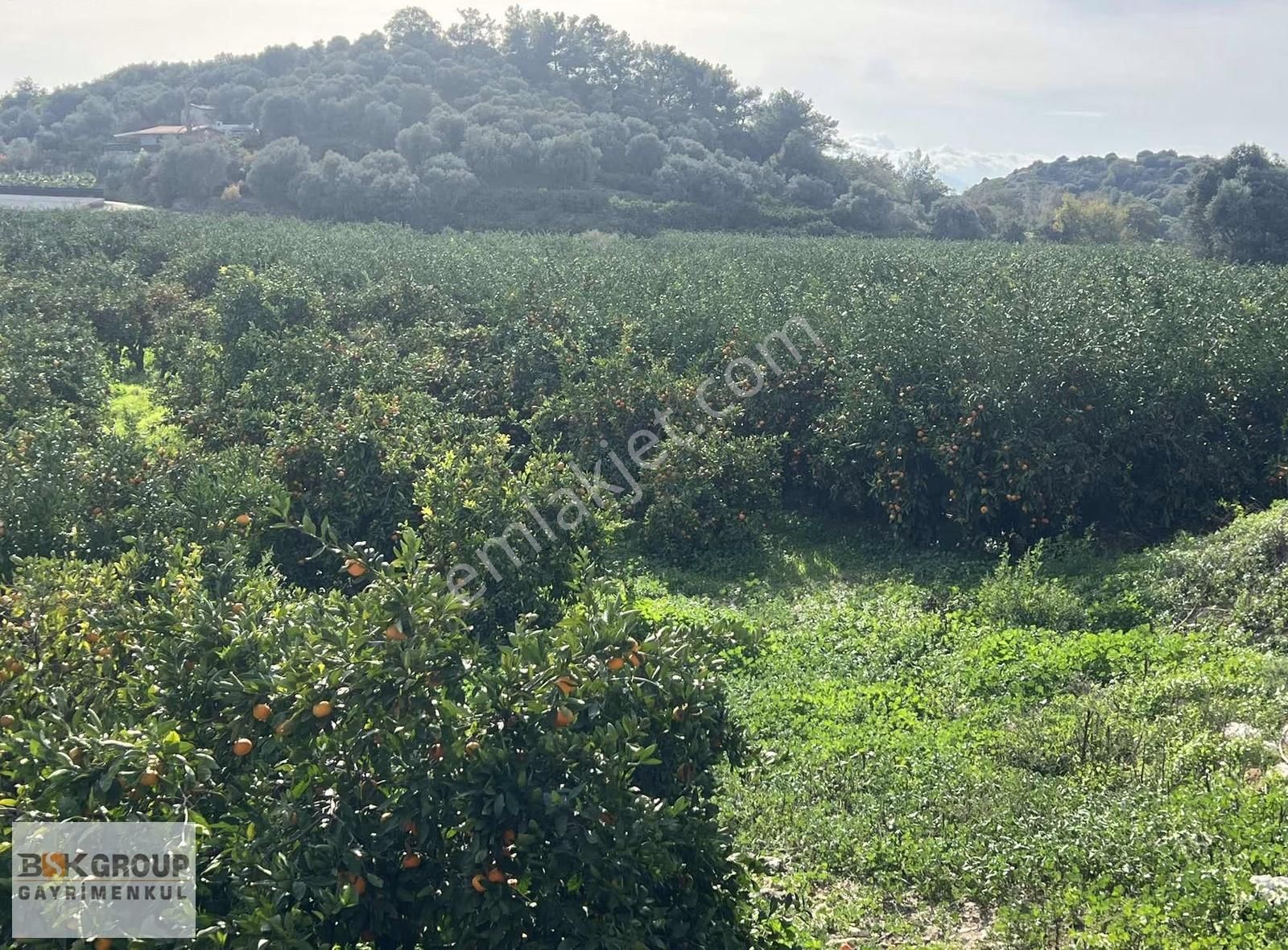 Bsk Group'dan Denize 500m Mesafede Mandalina Bahçesi..! - Görsel 13