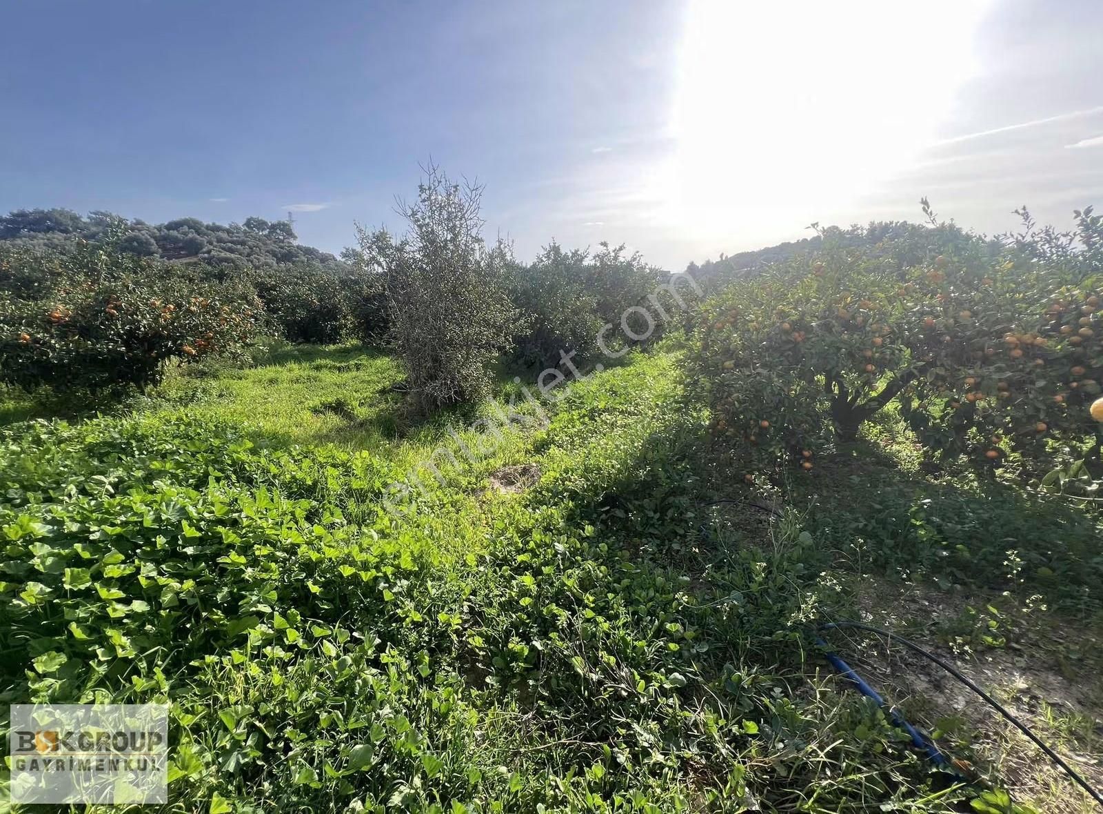 Bsk Group'dan Denize 500m Mesafede Mandalina Bahçesi..! - Görsel 2