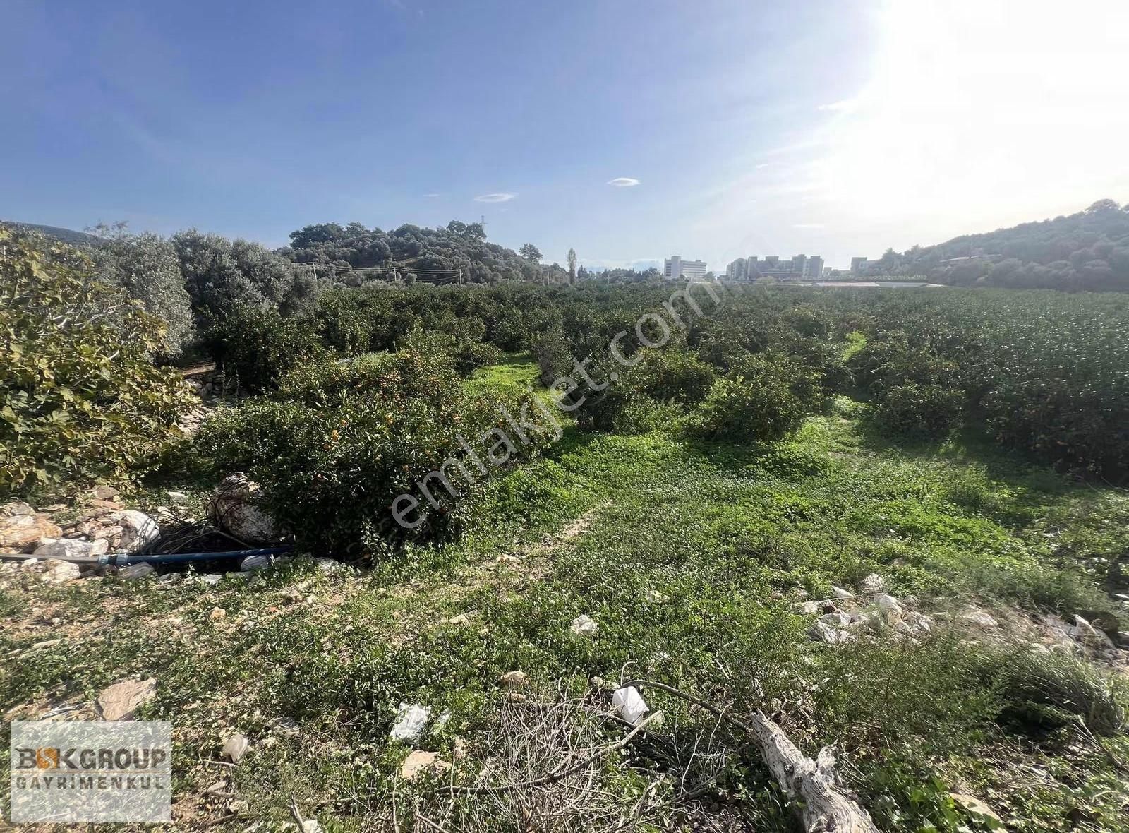 Bsk Group'dan Denize 500m Mesafede Mandalina Bahçesi..! - Görsel 10