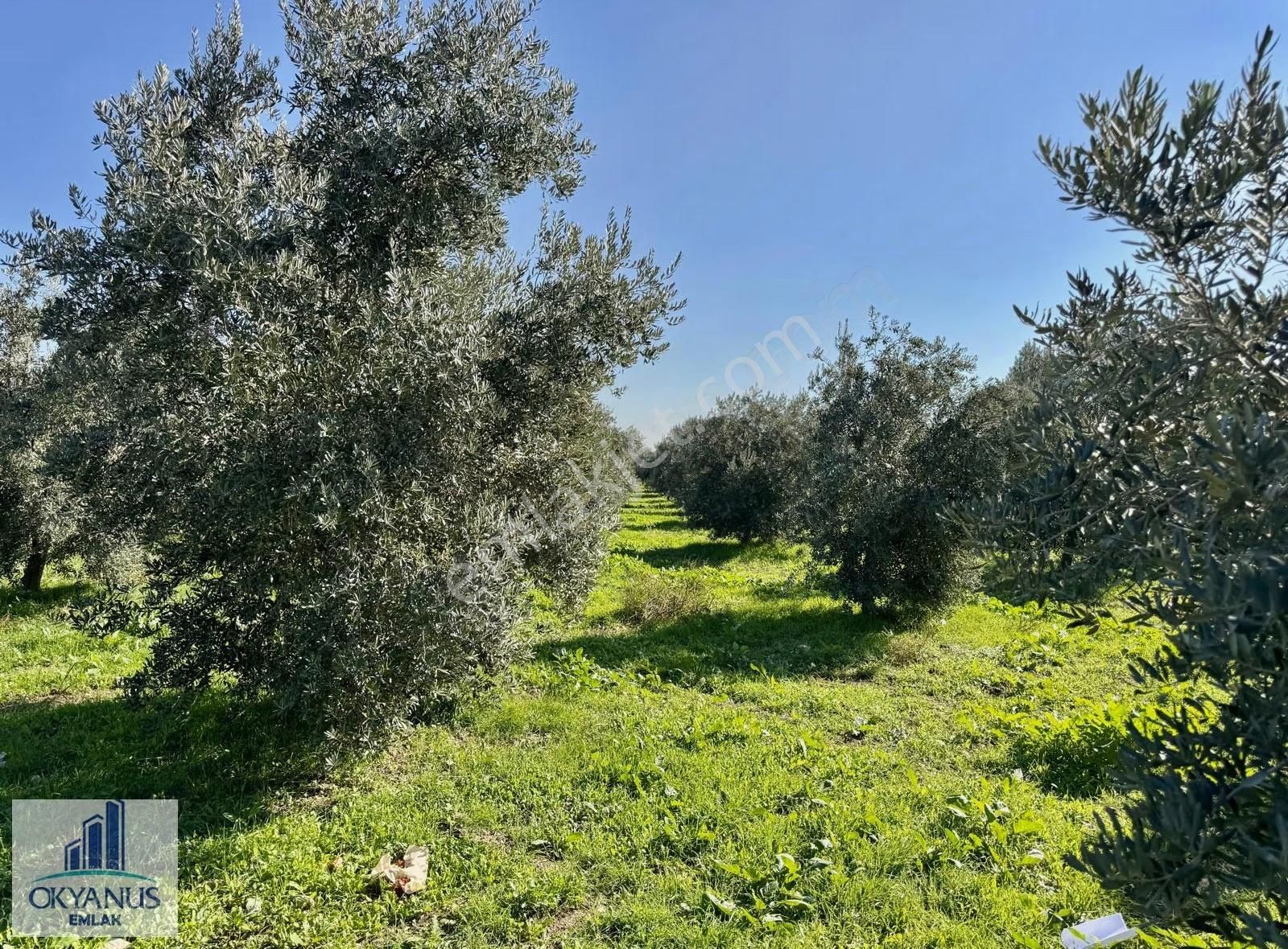 Kalemli De 12.400 M2 Zeytinlik, Elektrik+ Su+ Yer Altı Damlama - Görsel 13