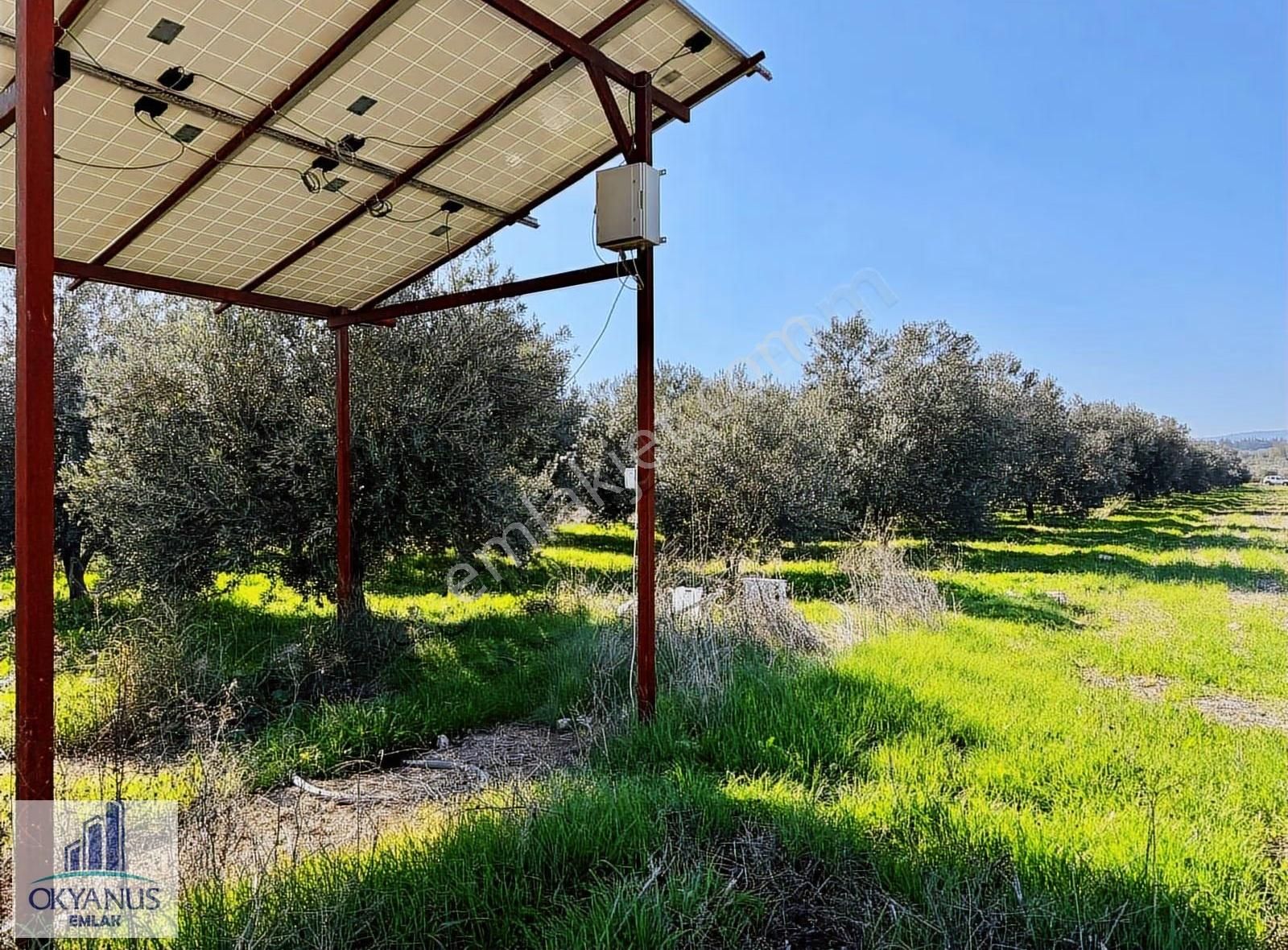 Kalemli De 12.400 M2 Zeytinlik, Elektrik+ Su+ Yer Altı Damlama - Görsel 14