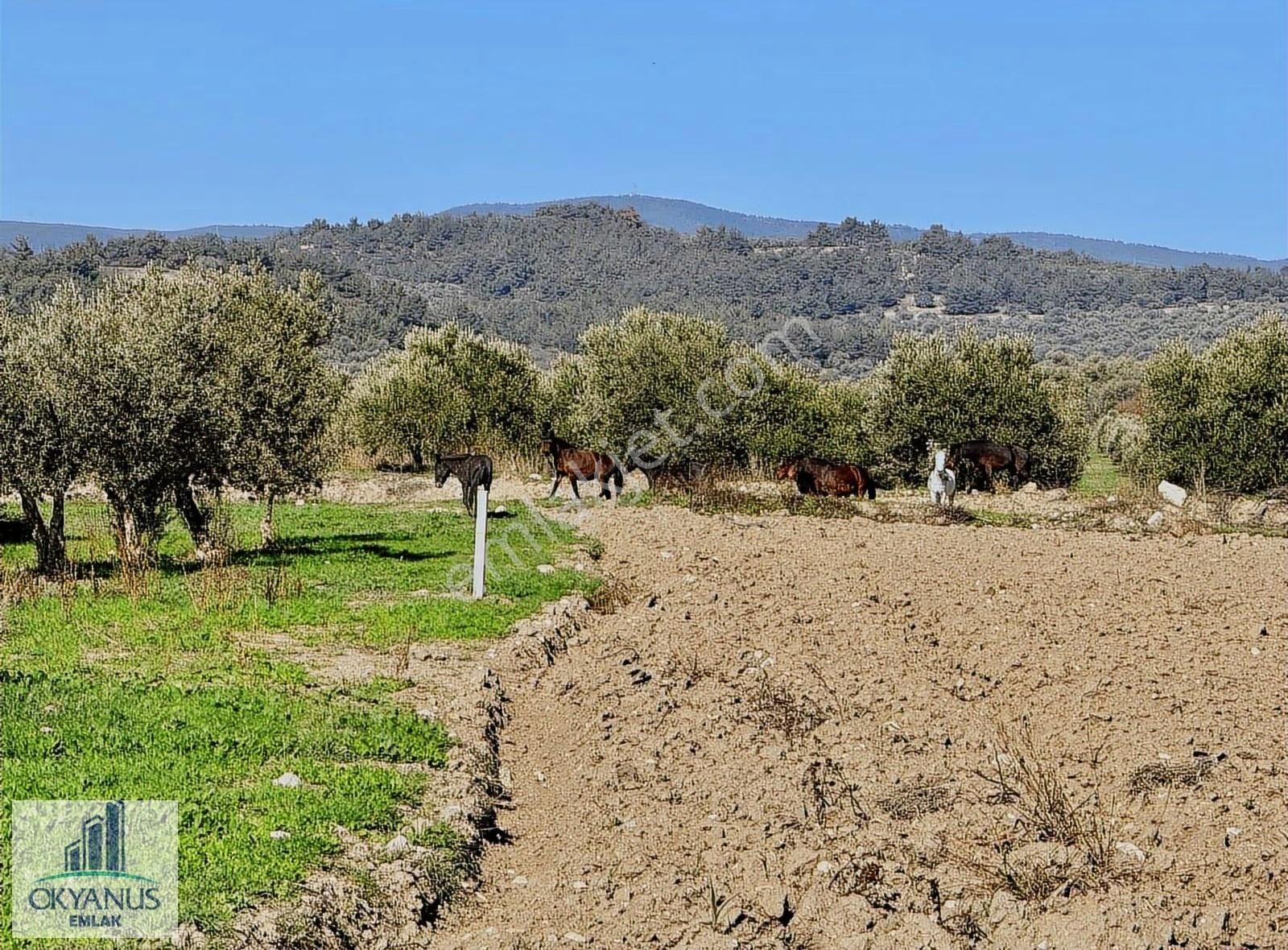 Kalemli De 12.400 M2 Zeytinlik, Elektrik+ Su+ Yer Altı Damlama - Görsel 6