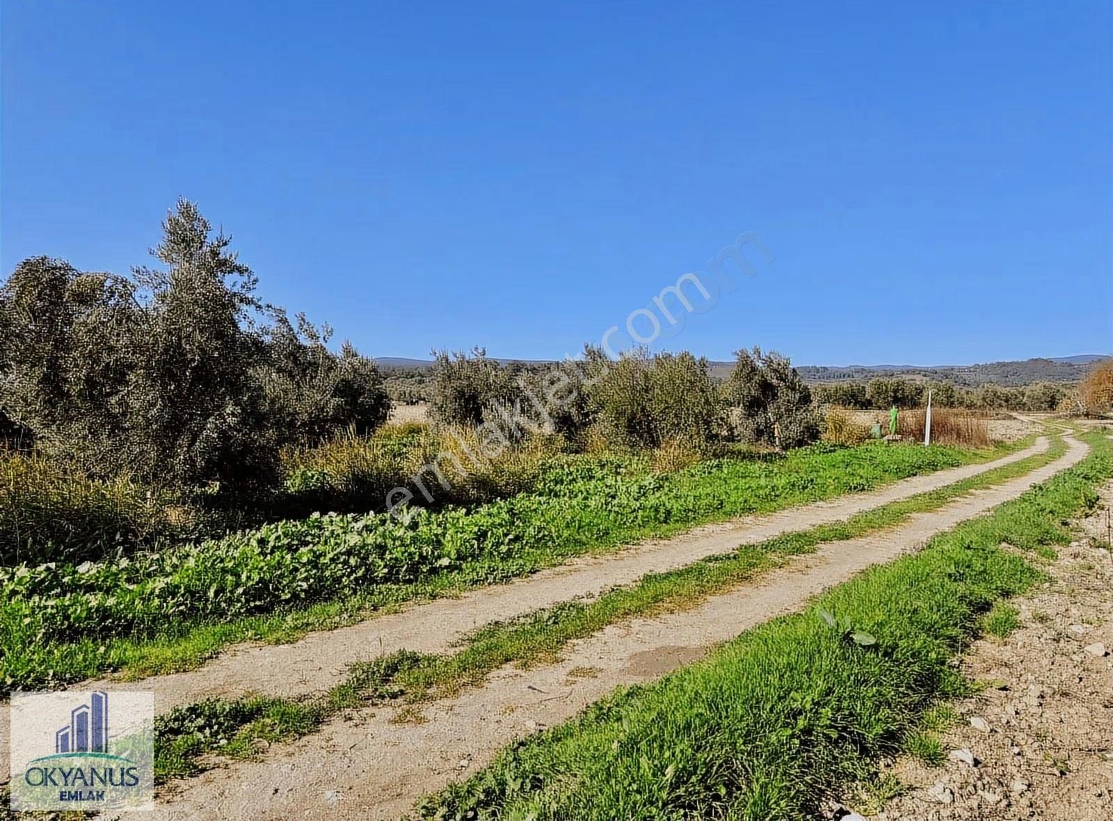Kalemli De 12.400 M2 Zeytinlik, Elektrik+ Su+ Yer Altı Damlama - Görsel 28