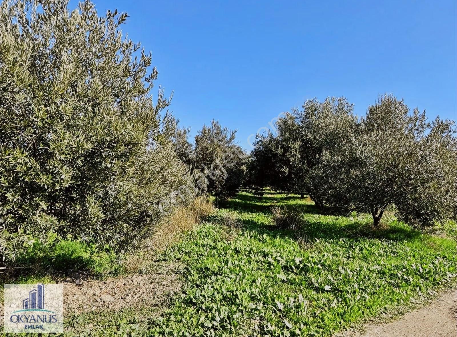 Kalemli De 12.400 M2 Zeytinlik, Elektrik+ Su+ Yer Altı Damlama - Görsel 18