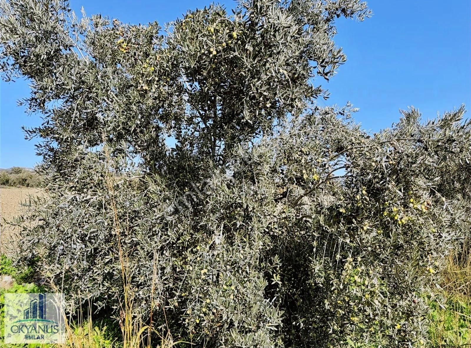 Kalemli De 12.400 M2 Zeytinlik, Elektrik+ Su+ Yer Altı Damlama - Görsel 4