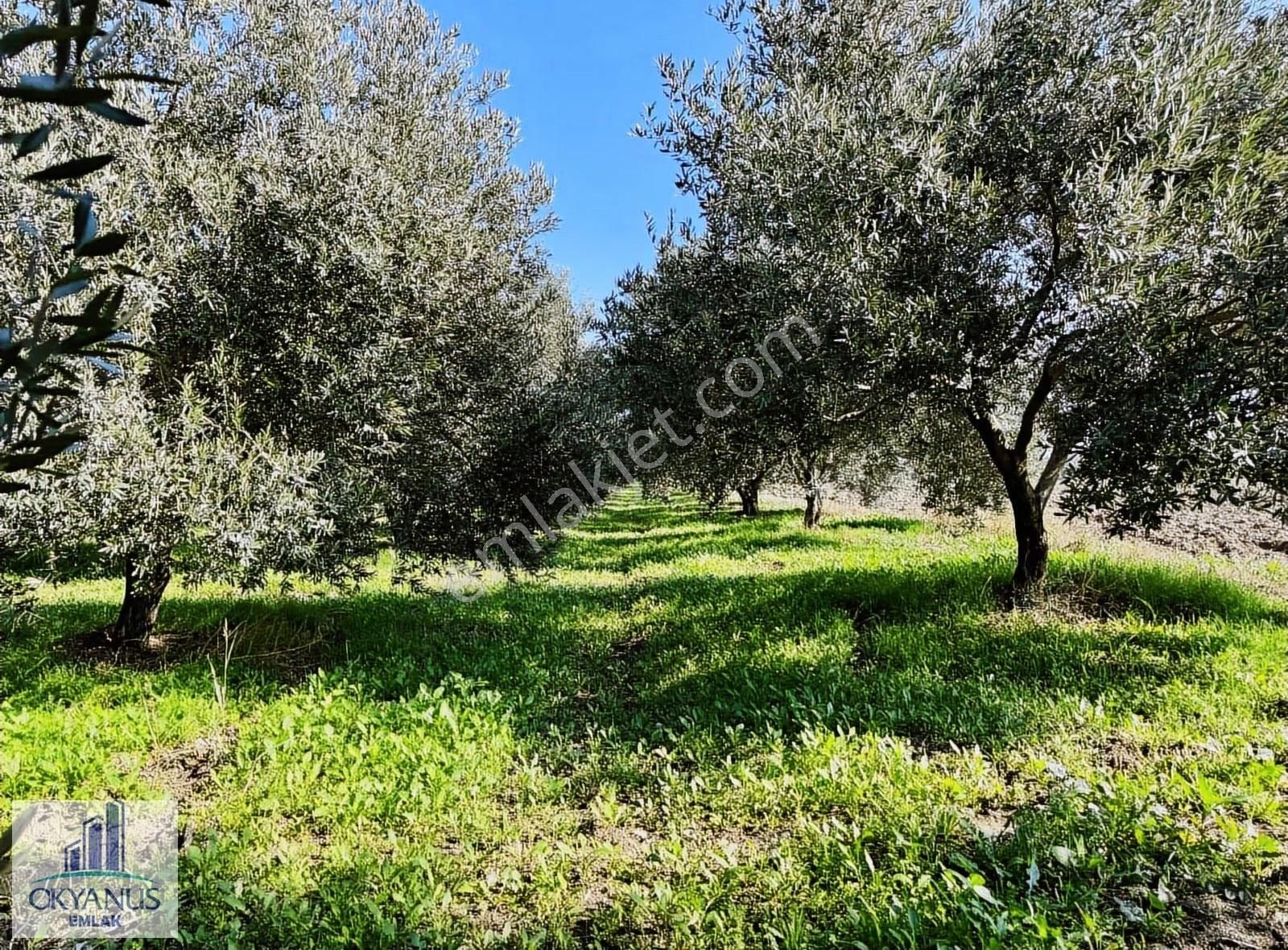 Kalemli De 12.400 M2 Zeytinlik, Elektrik+ Su+ Yer Altı Damlama - Görsel 24