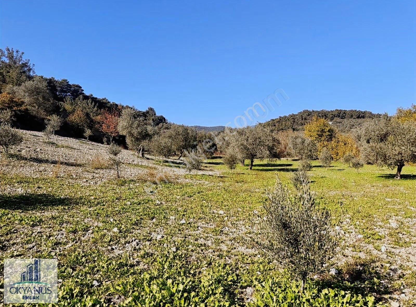 Çaltepe De Baraja Yakın 8.000 M2 Zeytinlik, Resmi Yolu Var - Görsel 2
