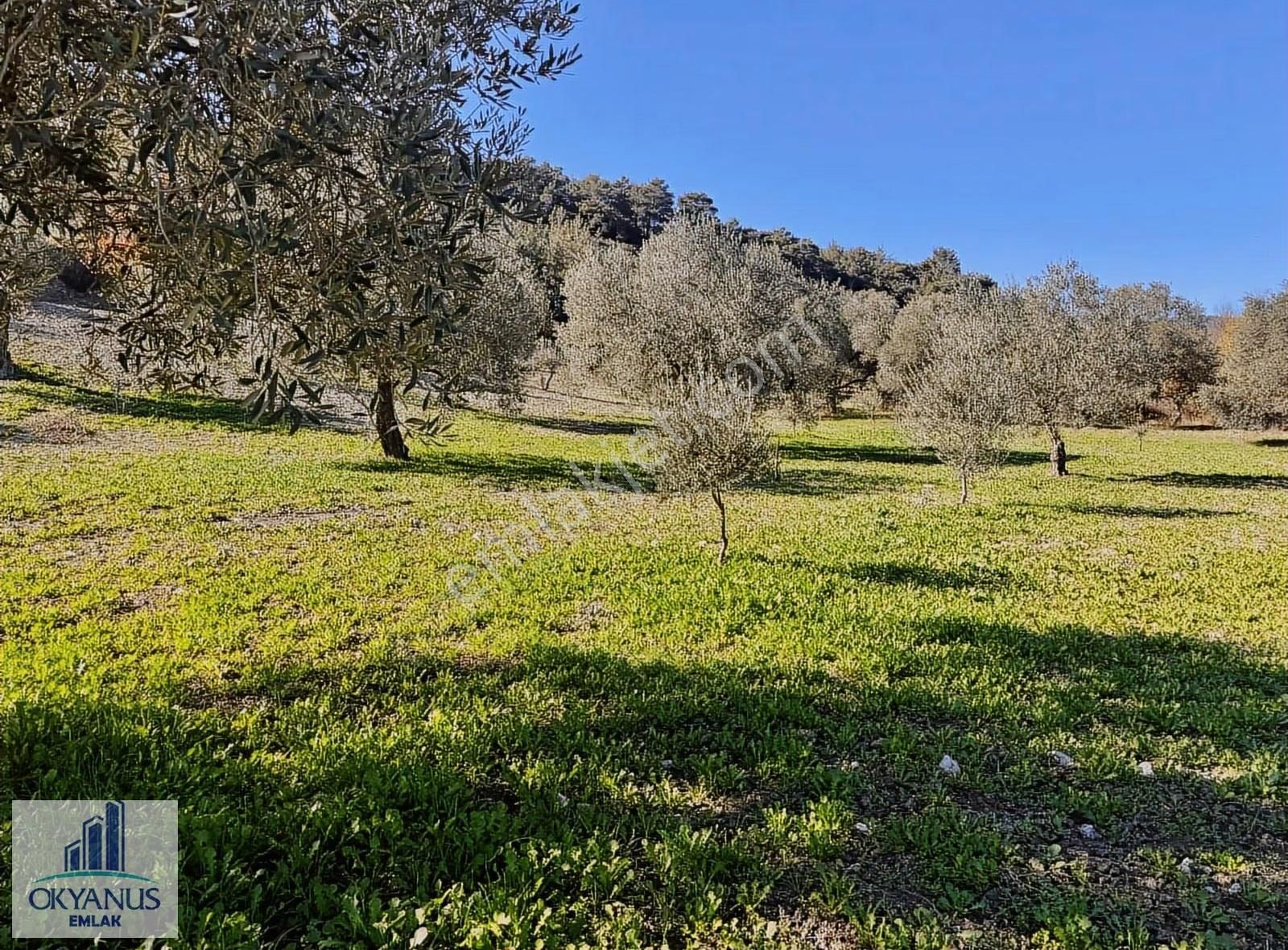 Çaltepe De Baraja Yakın 8.000 M2 Zeytinlik, Resmi Yolu Var - Görsel 11