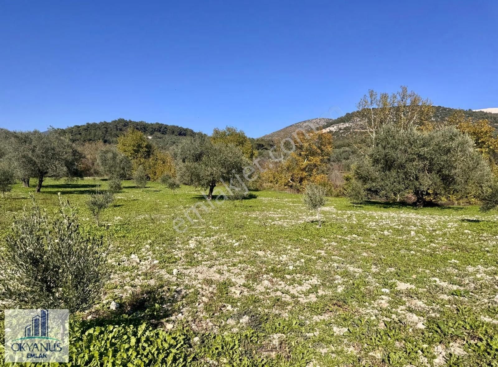 Çaltepe De Baraja Yakın 8.000 M2 Zeytinlik, Resmi Yolu Var - Görsel 8