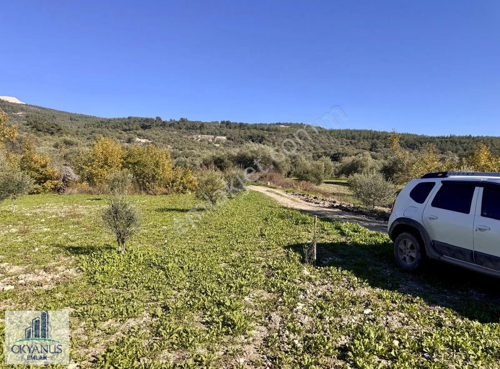 Çaltepe De Baraja Yakın 8.000 M2 Zeytinlik, Resmi Yolu Var - Görsel 9