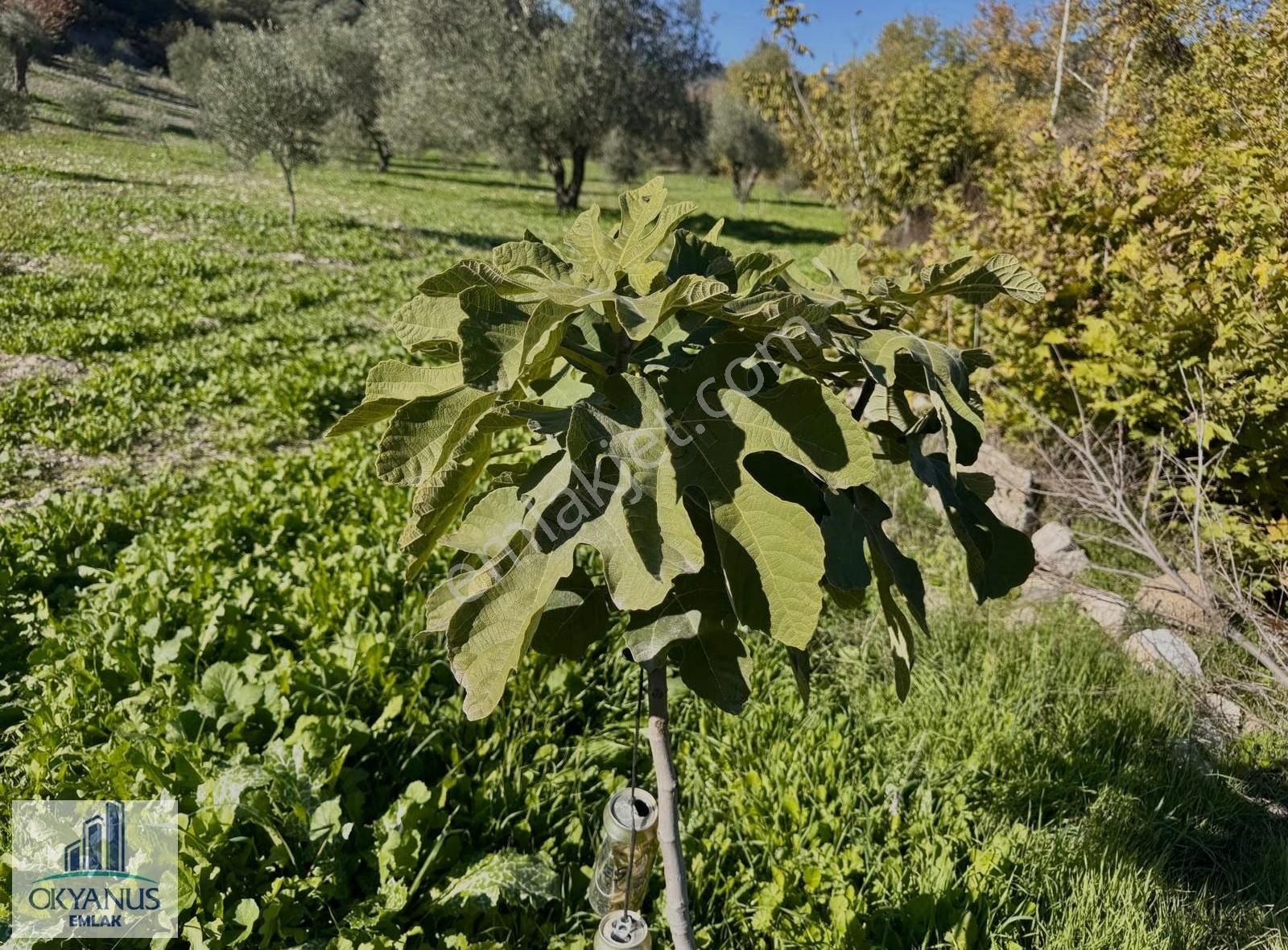 Çaltepe De Baraja Yakın 8.000 M2 Zeytinlik, Resmi Yolu Var - Görsel 6