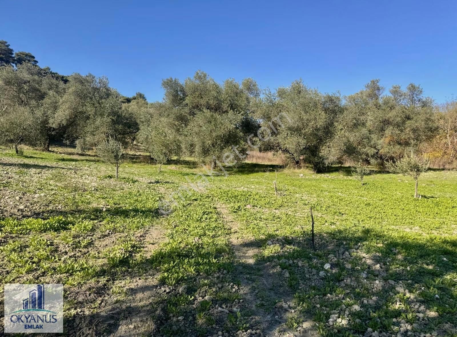 Çaltepe De Baraja Yakın 8.000 M2 Zeytinlik, Resmi Yolu Var - Görsel 20