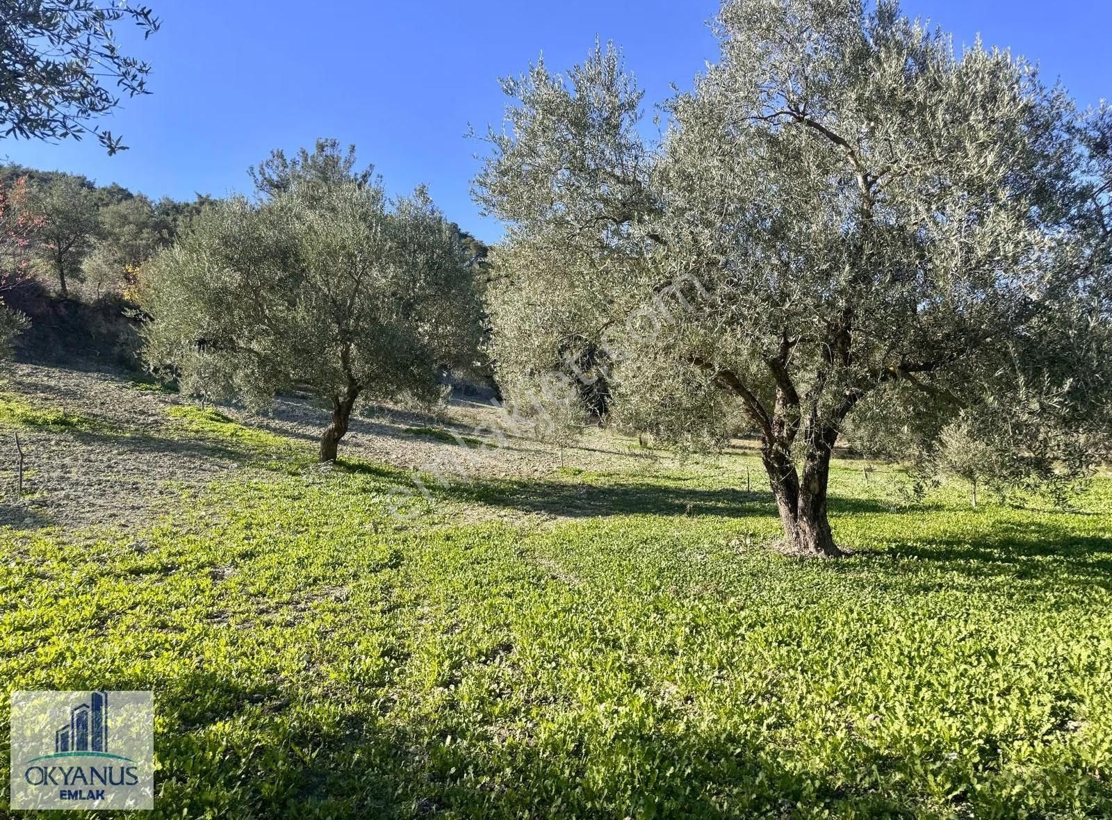 Çaltepe De Baraja Yakın 8.000 M2 Zeytinlik, Resmi Yolu Var - Görsel 33
