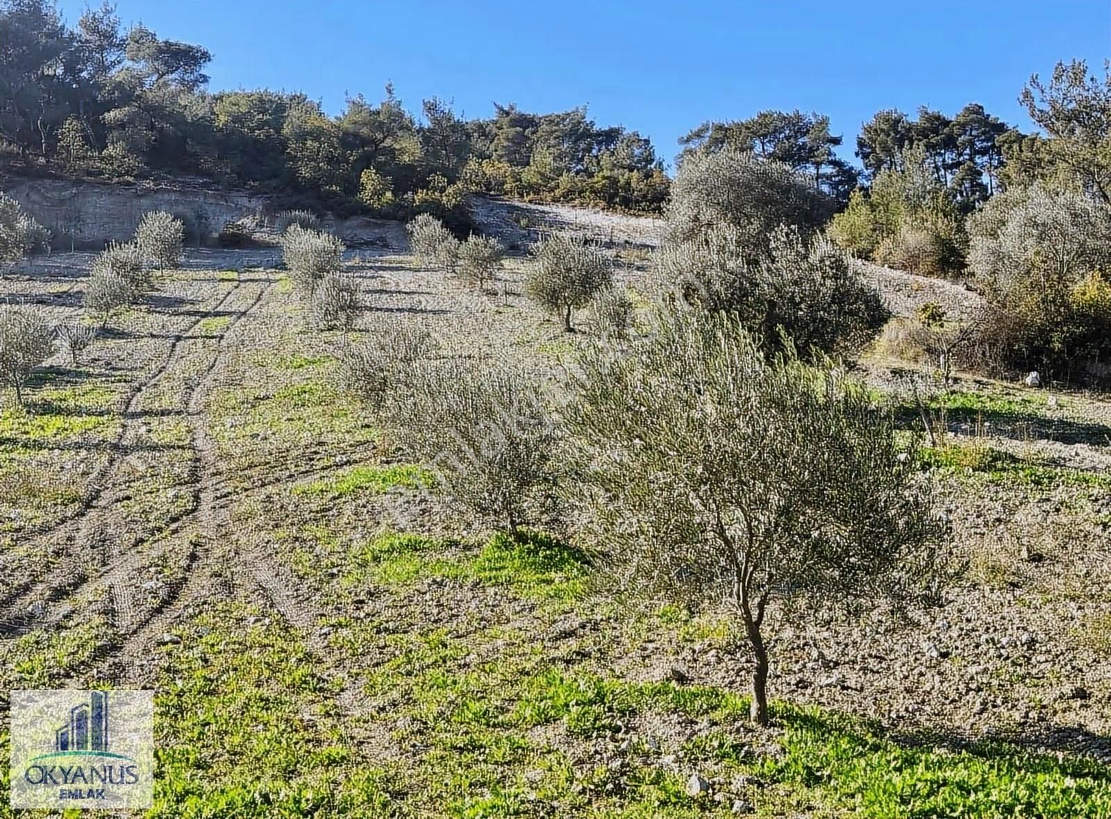 Çaltepe De Baraja Yakın 8.000 M2 Zeytinlik, Resmi Yolu Var - Görsel 17