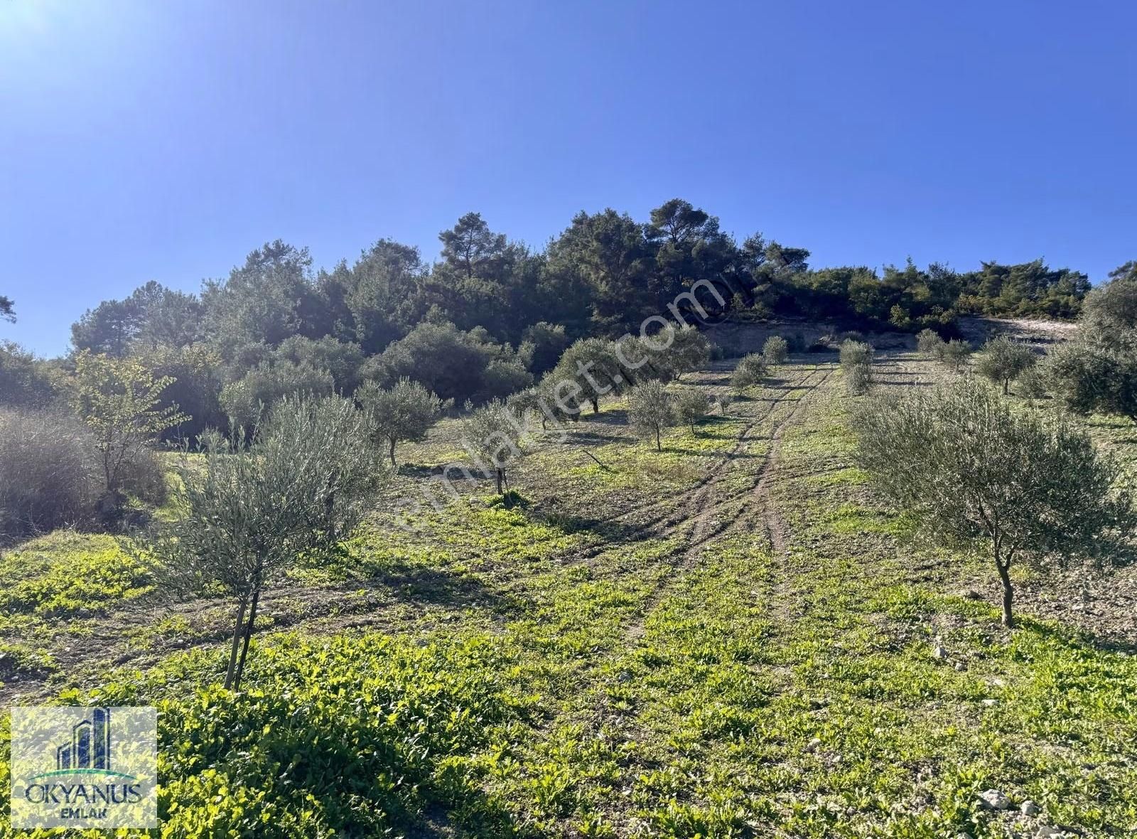Çaltepe De Baraja Yakın 8.000 M2 Zeytinlik, Resmi Yolu Var - Görsel 18