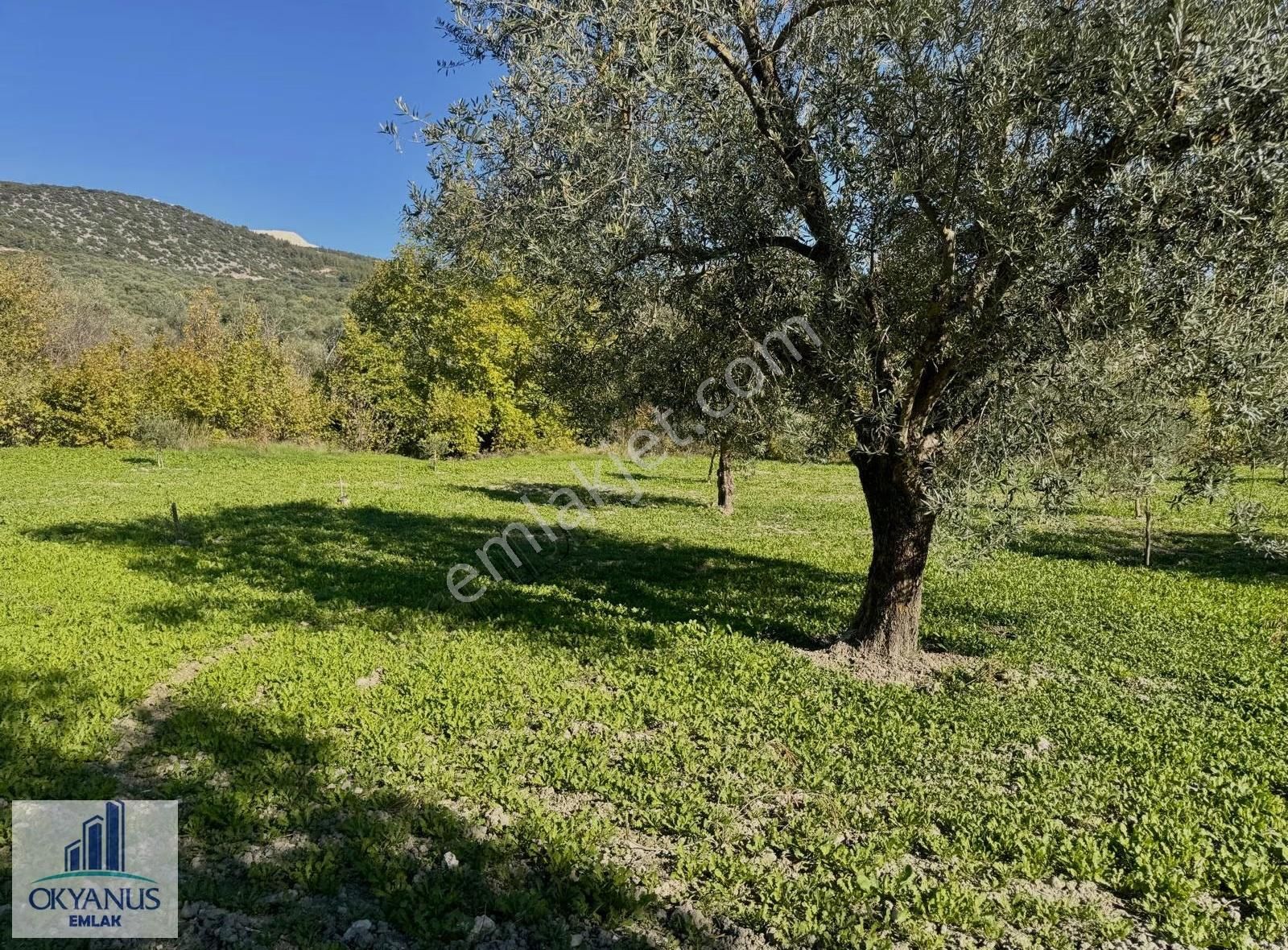 Çaltepe De Baraja Yakın 8.000 M2 Zeytinlik, Resmi Yolu Var - Görsel 26
