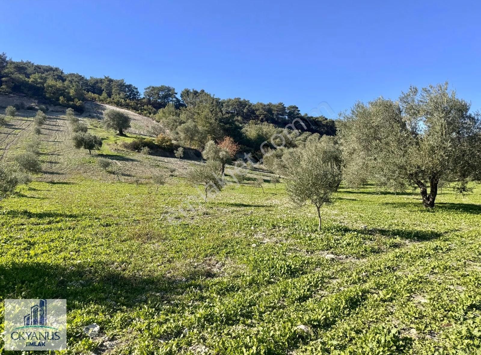 Çaltepe De Baraja Yakın 8.000 M2 Zeytinlik, Resmi Yolu Var - Görsel 35