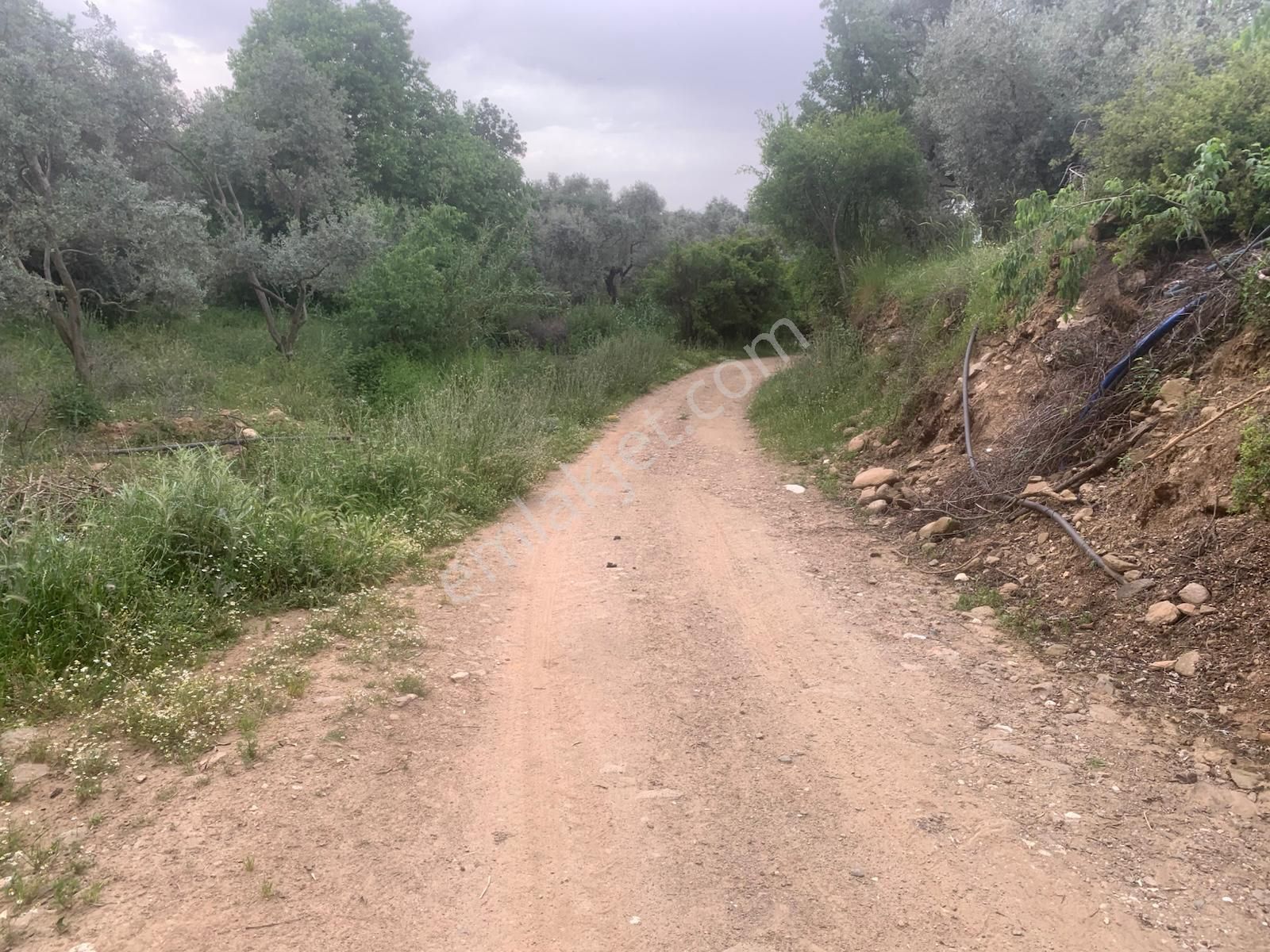 My Home Gayrimenkul'den Tire Peşrefli Mah.de Acilll Satılık Zeytinlik - Görsel 10