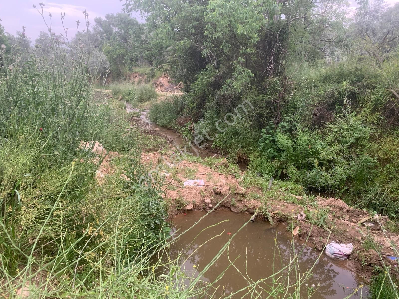 My Home Gayrimenkul'den Tire Peşrefli Mah.de Acilll Satılık Zeytinlik - Görsel 7