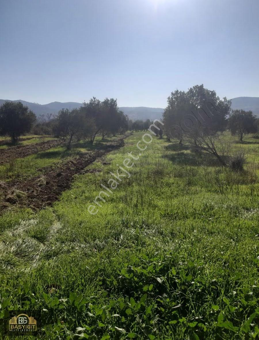 Yeniceköy 6280 M2. Domat Ve Trilya Zeytin Tarlası Satılıktır - Görsel 12