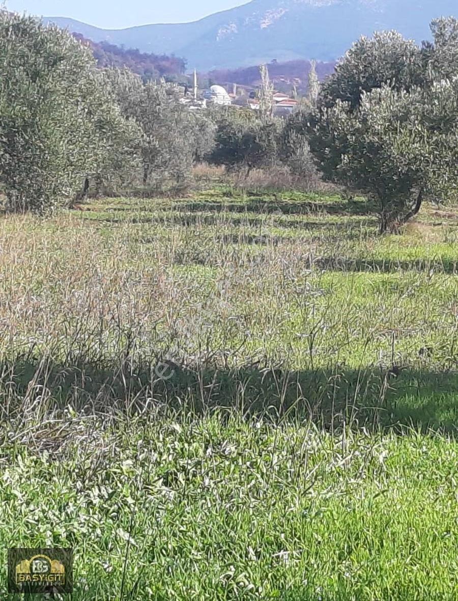 Yeniceköy 6280 M2. Domat Ve Trilya Zeytin Tarlası Satılıktır - Görsel 3