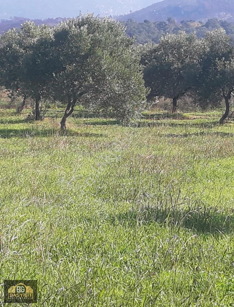 Yeniceköy 6280 M2. Domat Ve Trilya Zeytin Tarlası Satılıktır - Görsel 13