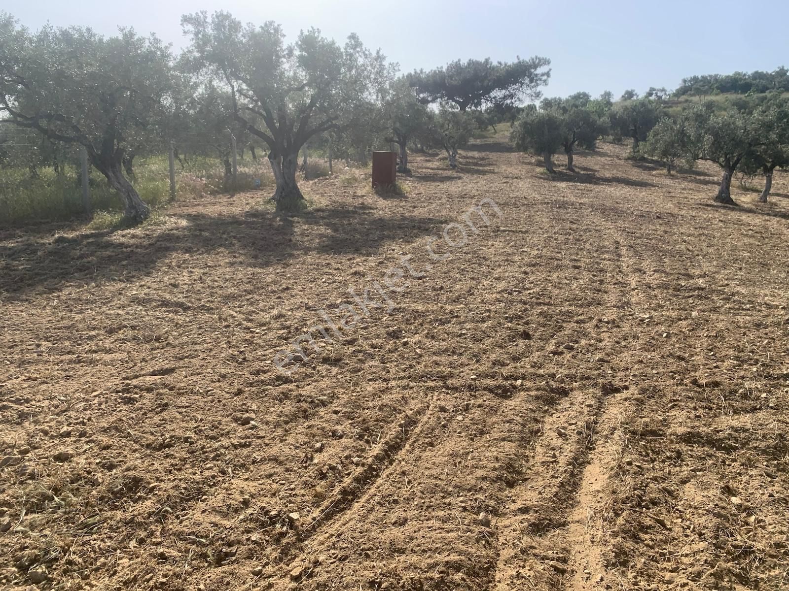 My Home Gayrimenkul'den Torbalı Yazıbaşı Mah.de Satılık Zeytinlik - Görsel 18