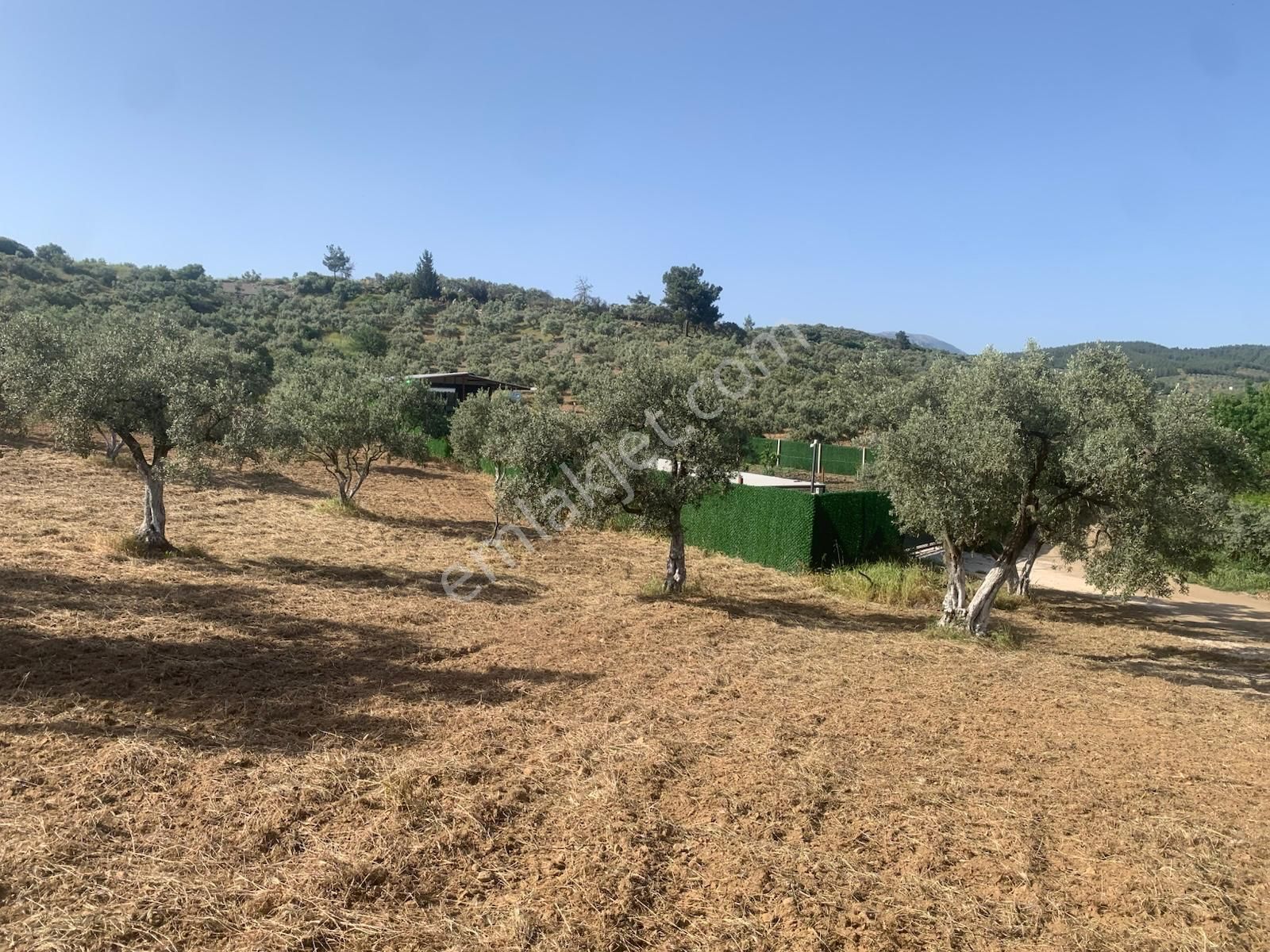 My Home Gayrimenkul'den Torbalı Yazıbaşı Mah.de Satılık Zeytinlik - Görsel 17