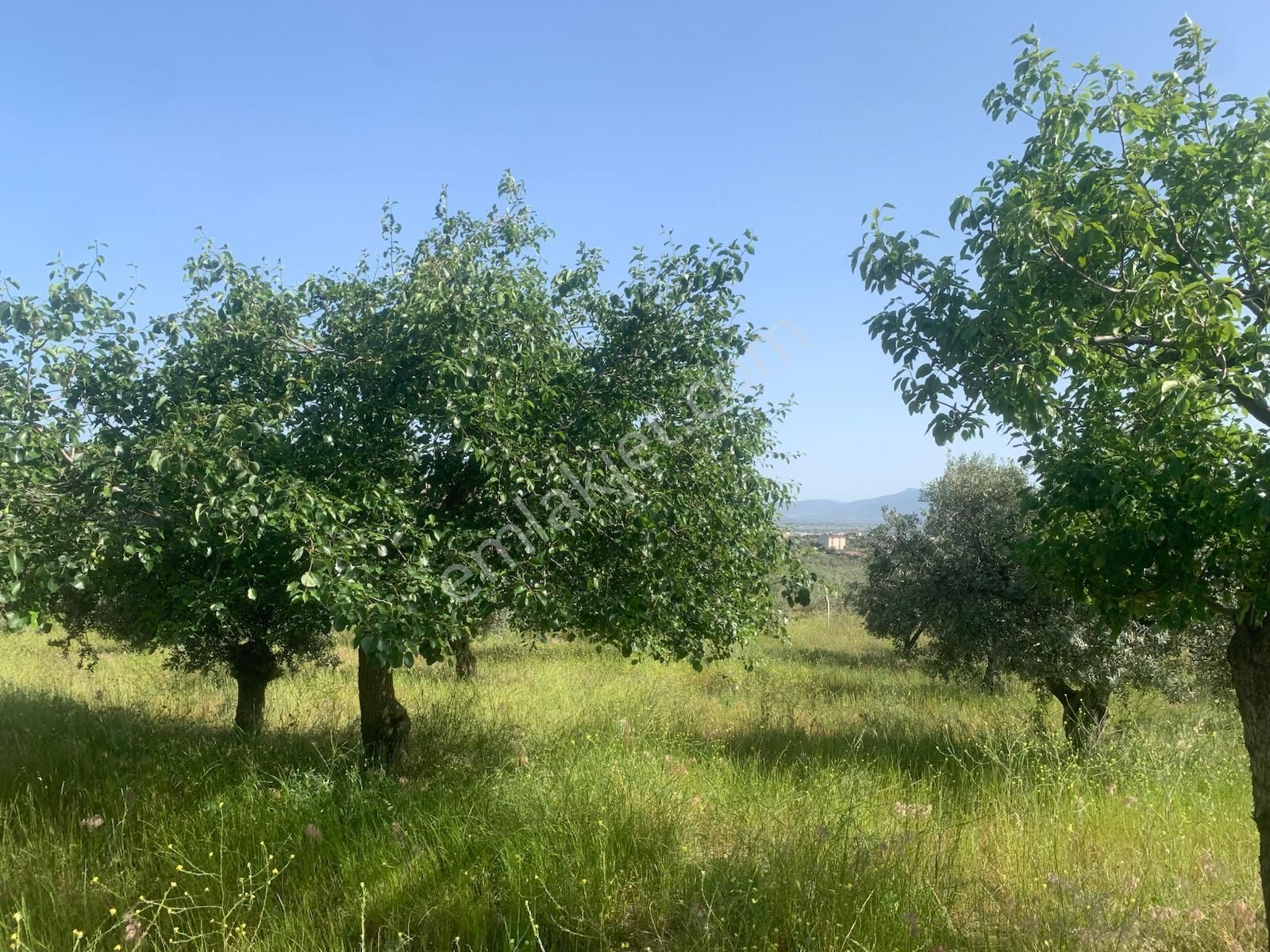 My Home Gayrimenkul'den Torbalı Yazıbaşı Mah.de Satılık Zeytinlik - Görsel 16