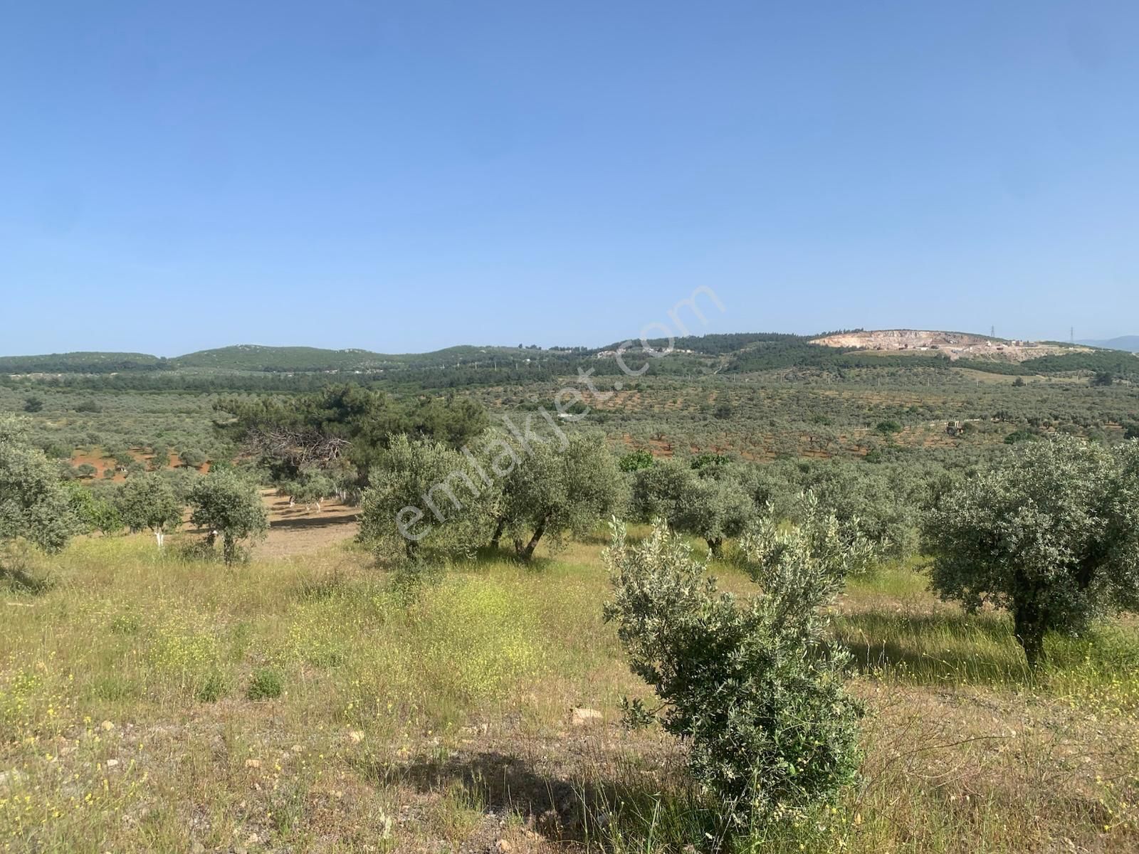 My Home Gayrimenkul'den Torbalı Yazıbaşı Mah.de Satılık Zeytinlik - Görsel 15