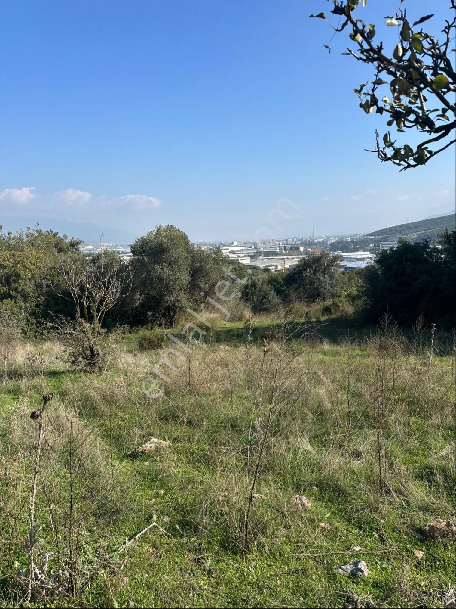 İzmir Kemalpaşa Da Bağ Ve Tarla