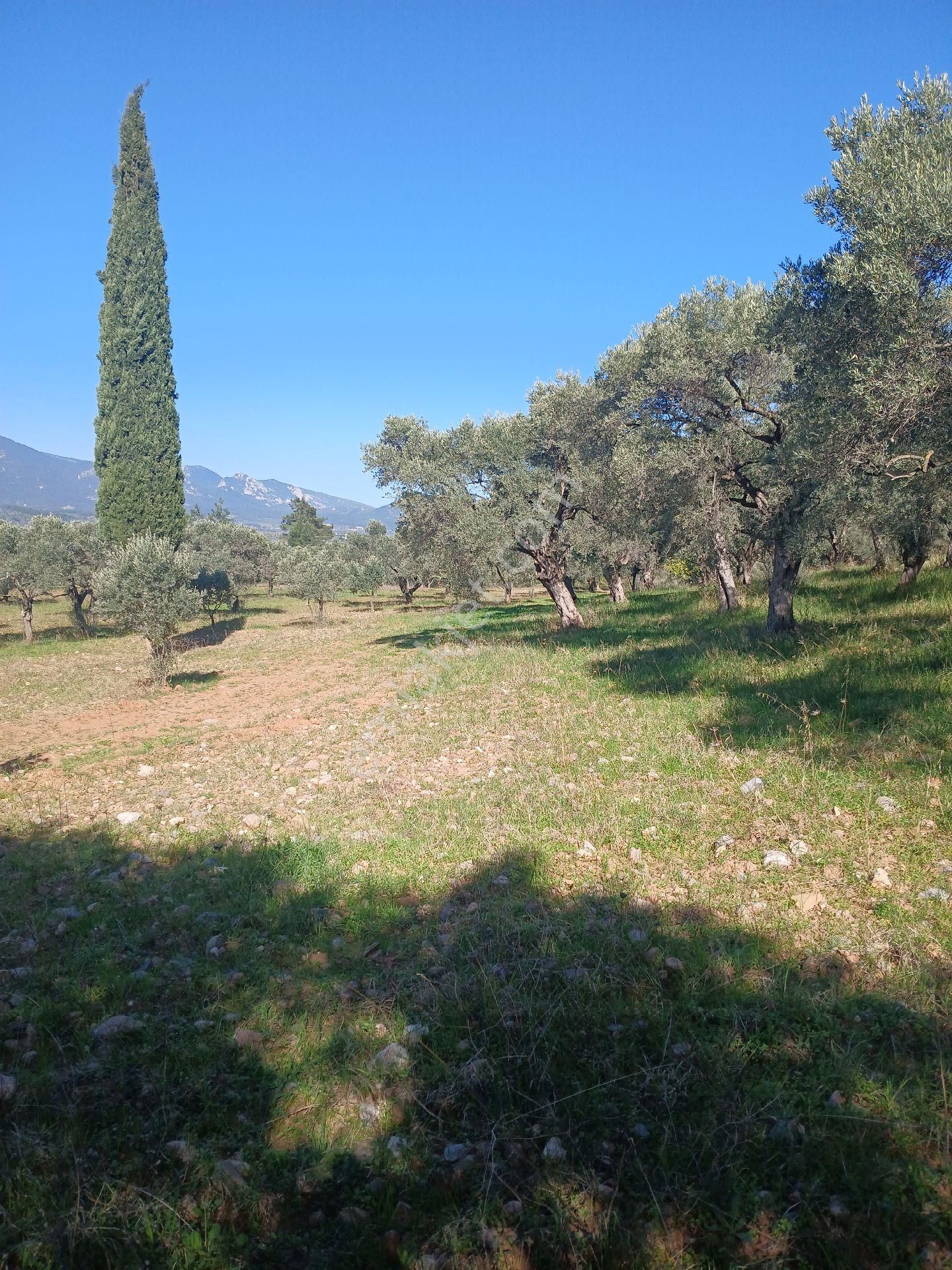 Torbalı Karakızlar Köyüne Cok Yakın Zeytinli Tarla Satılık - Görsel 15