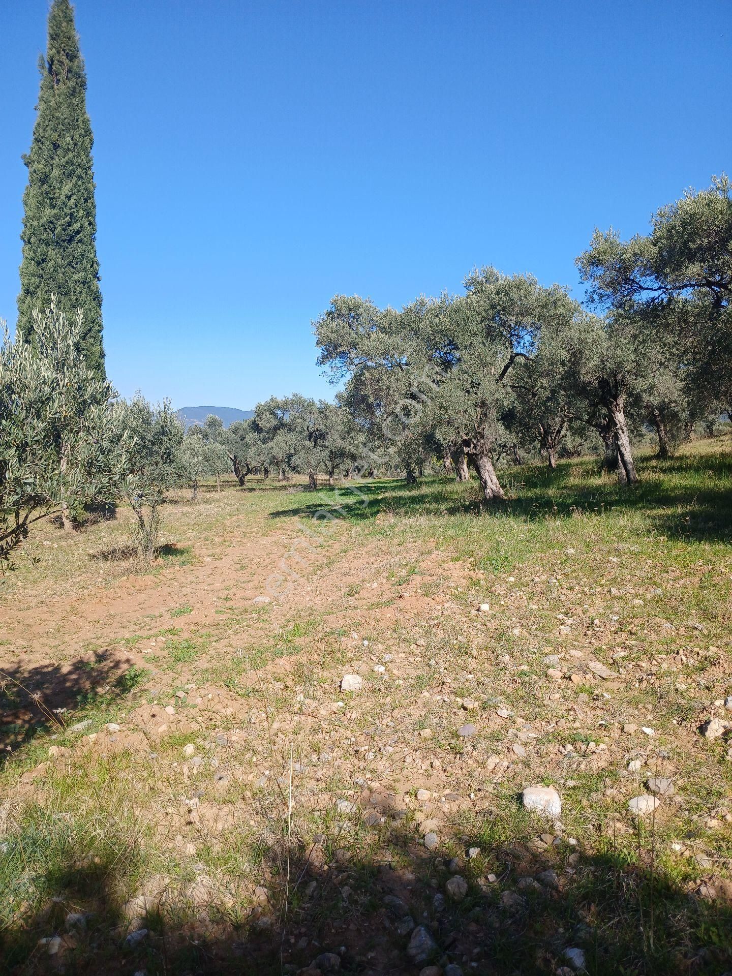 Torbalı Karakızlar Köyüne Cok Yakın Zeytinli Tarla Satılık - Görsel 12