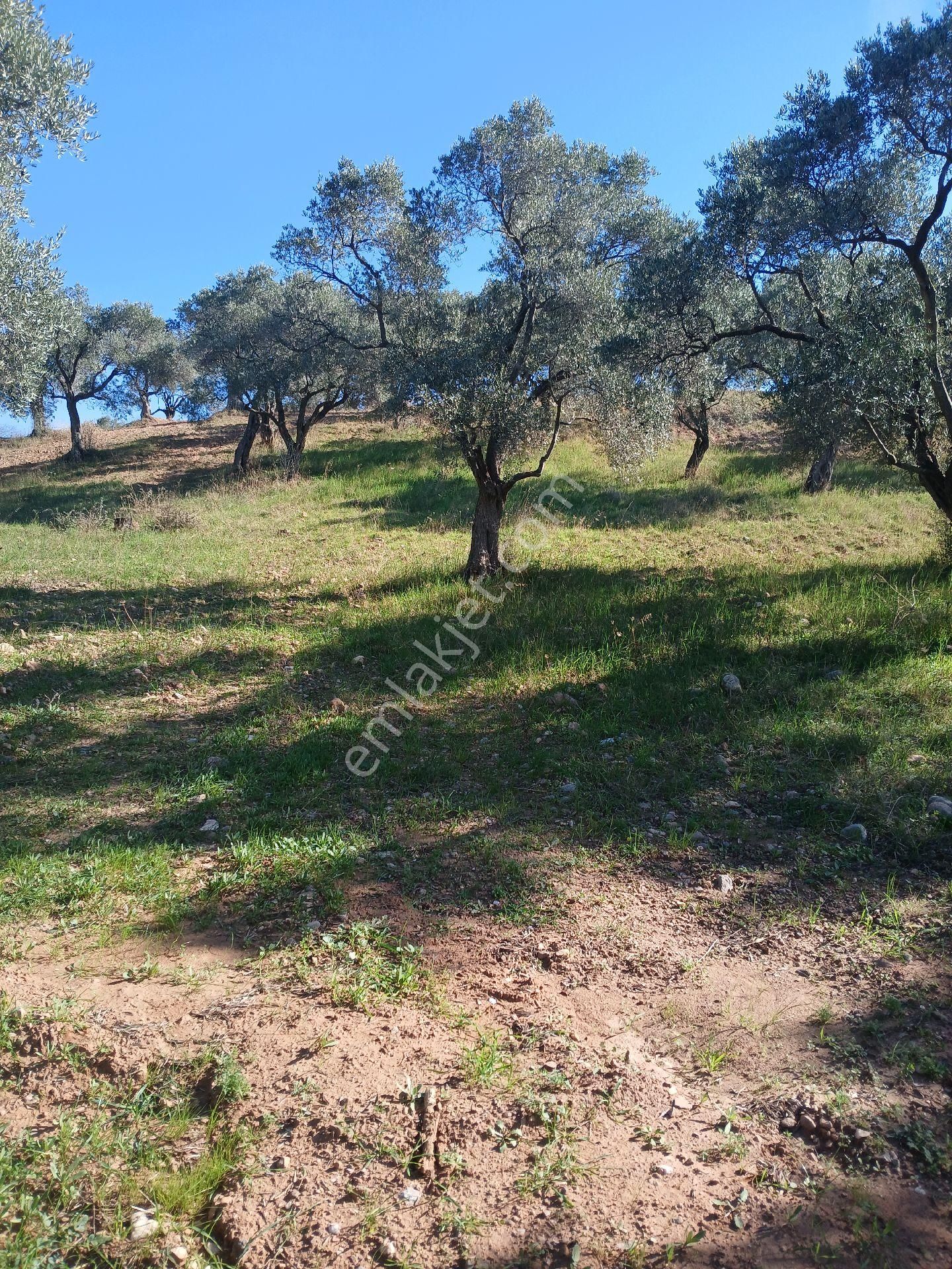 Torbalı Karakızlar Köyüne Cok Yakın Zeytinli Tarla Satılık