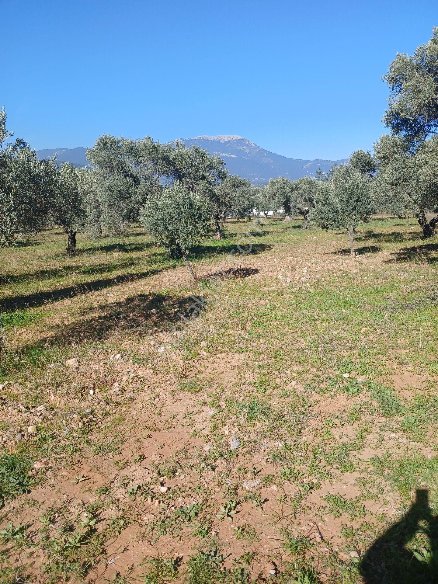 Torbalı Karakızlar Köyüne Cok Yakın Zeytinli Tarla Satılık - Görsel 3
