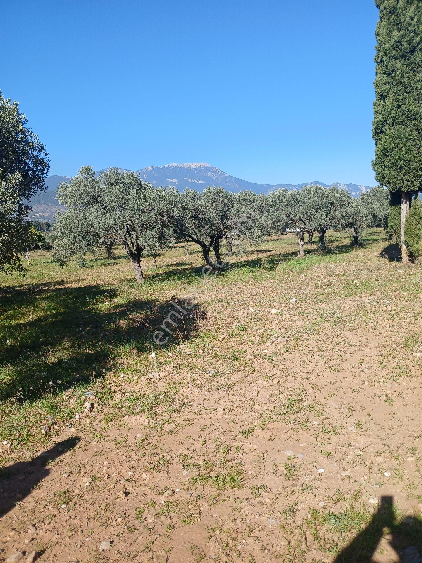 Torbalı Karakızlar Köyüne Cok Yakın Zeytinli Tarla Satılık - Görsel 13