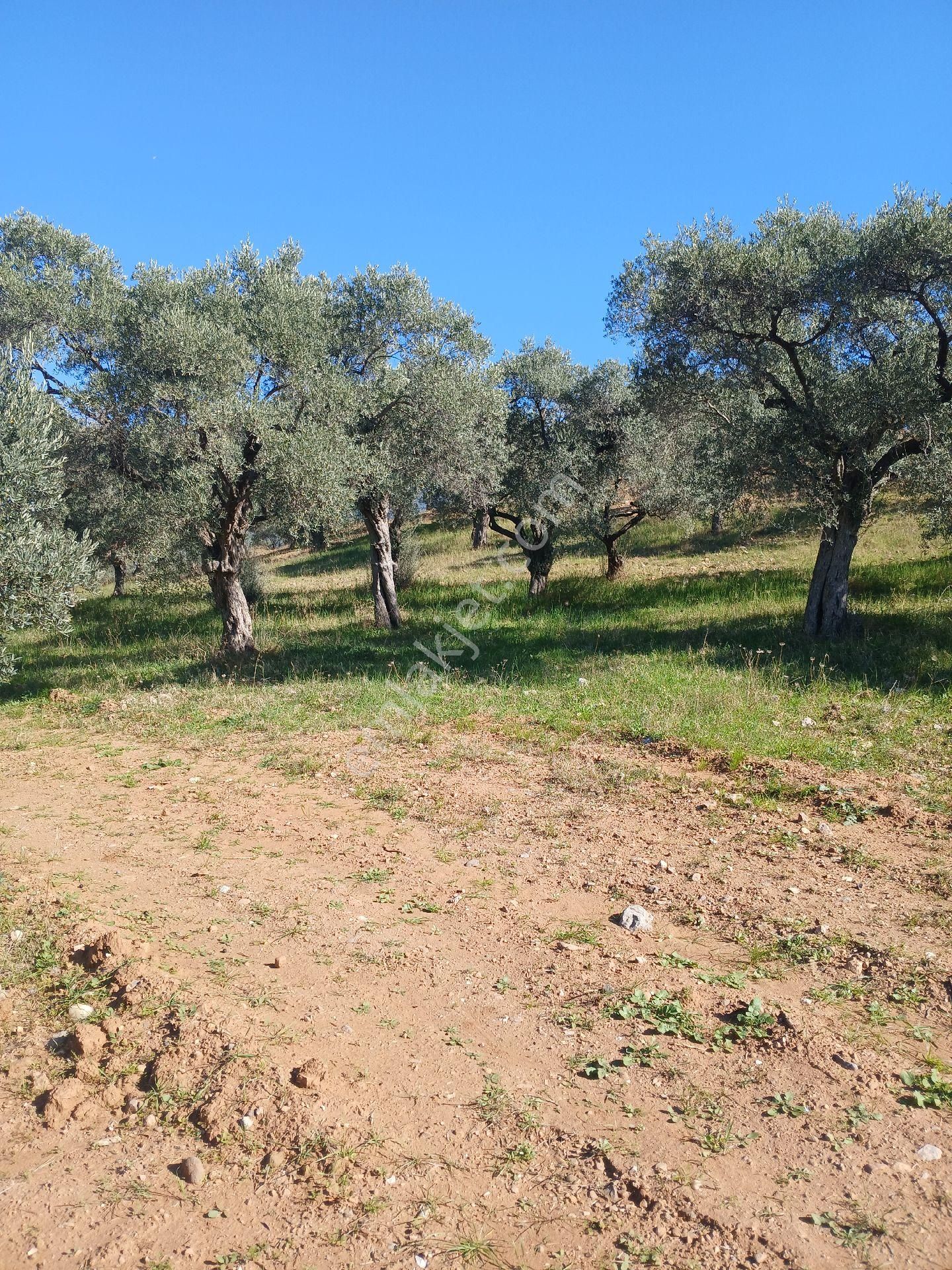 Torbalı Karakızlar Köyüne Cok Yakın Zeytinli Tarla Satılık - Görsel 7