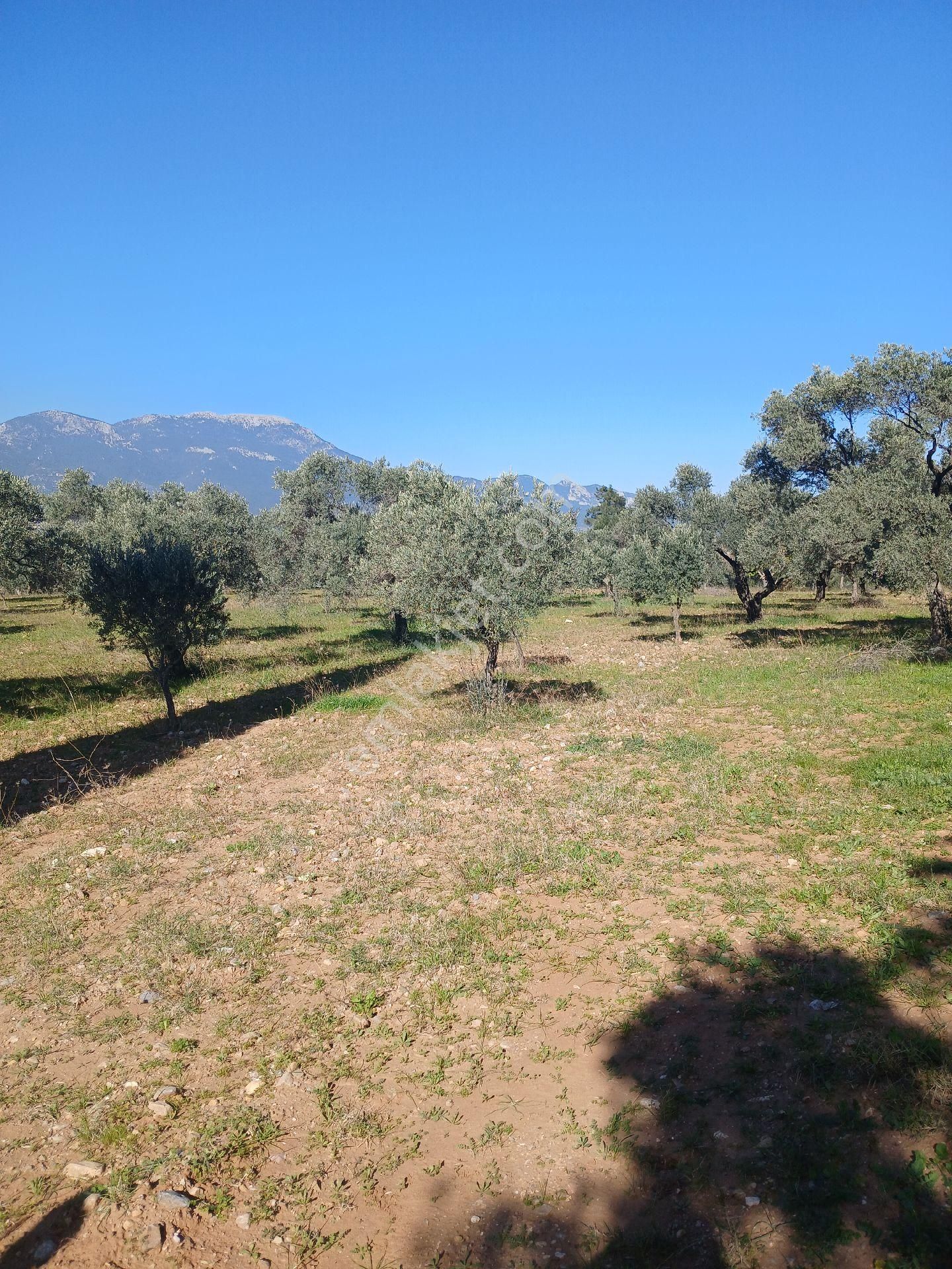 Torbalı Karakızlar Köyüne Cok Yakın Zeytinli Tarla Satılık - Görsel 2