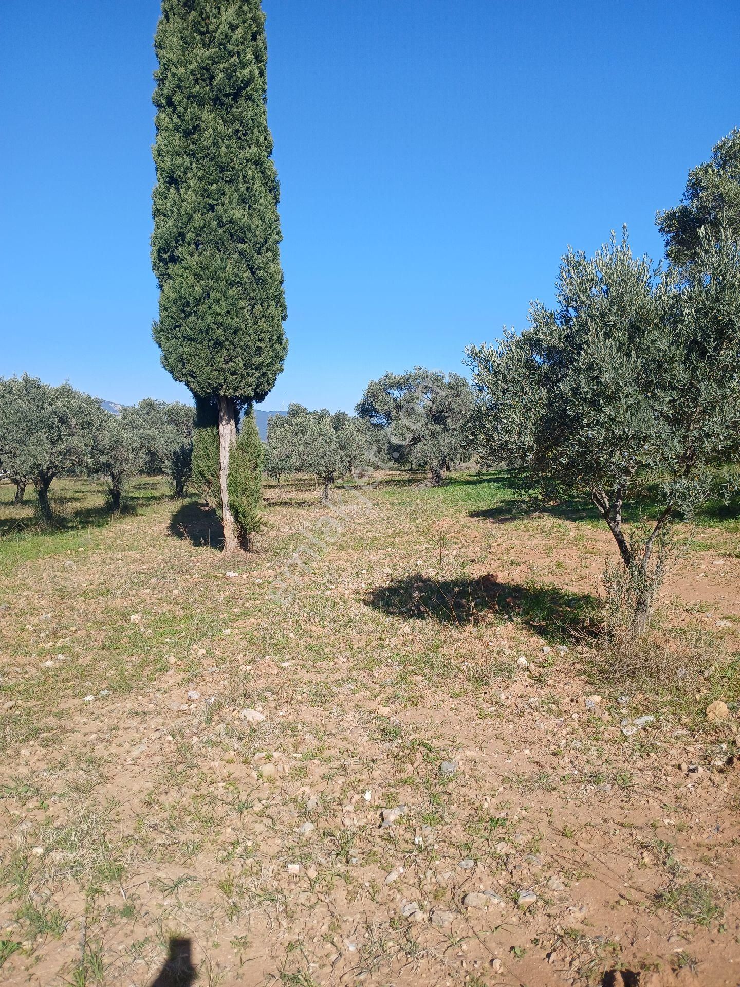 Torbalı Karakızlar Köyüne Cok Yakın Zeytinli Tarla Satılık - Görsel 9