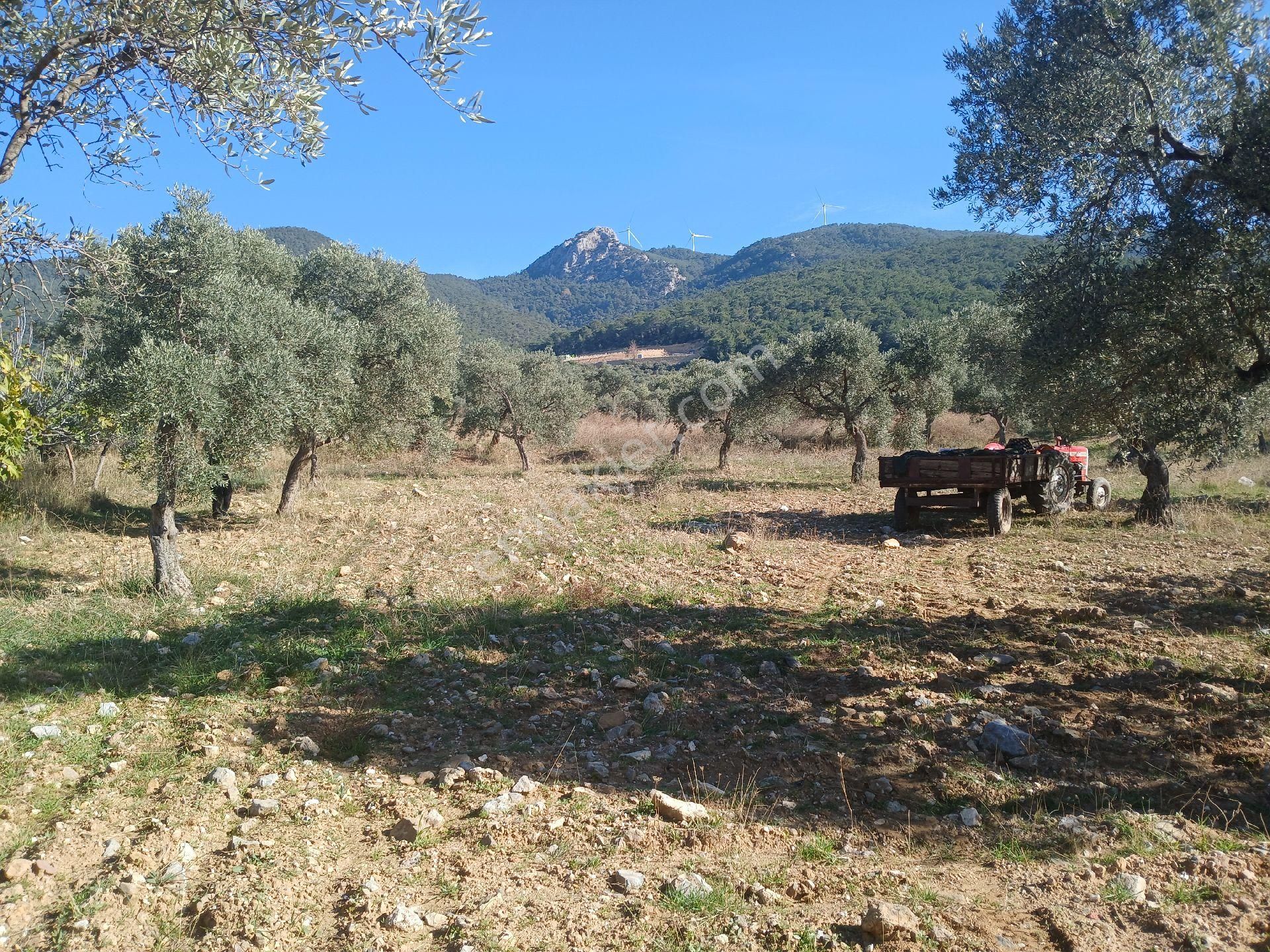Torbalı Karakızlar Köyüne Yakın Zeytinli Tarla Satılık - Görsel 18